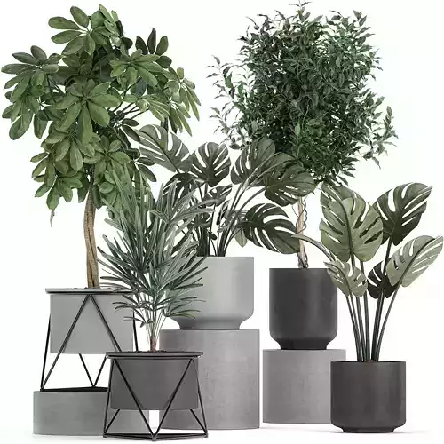 Collection of decorative plants in flowerpots 759 3D model