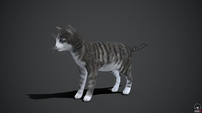 Cat 3D Model Low-poly 3D model