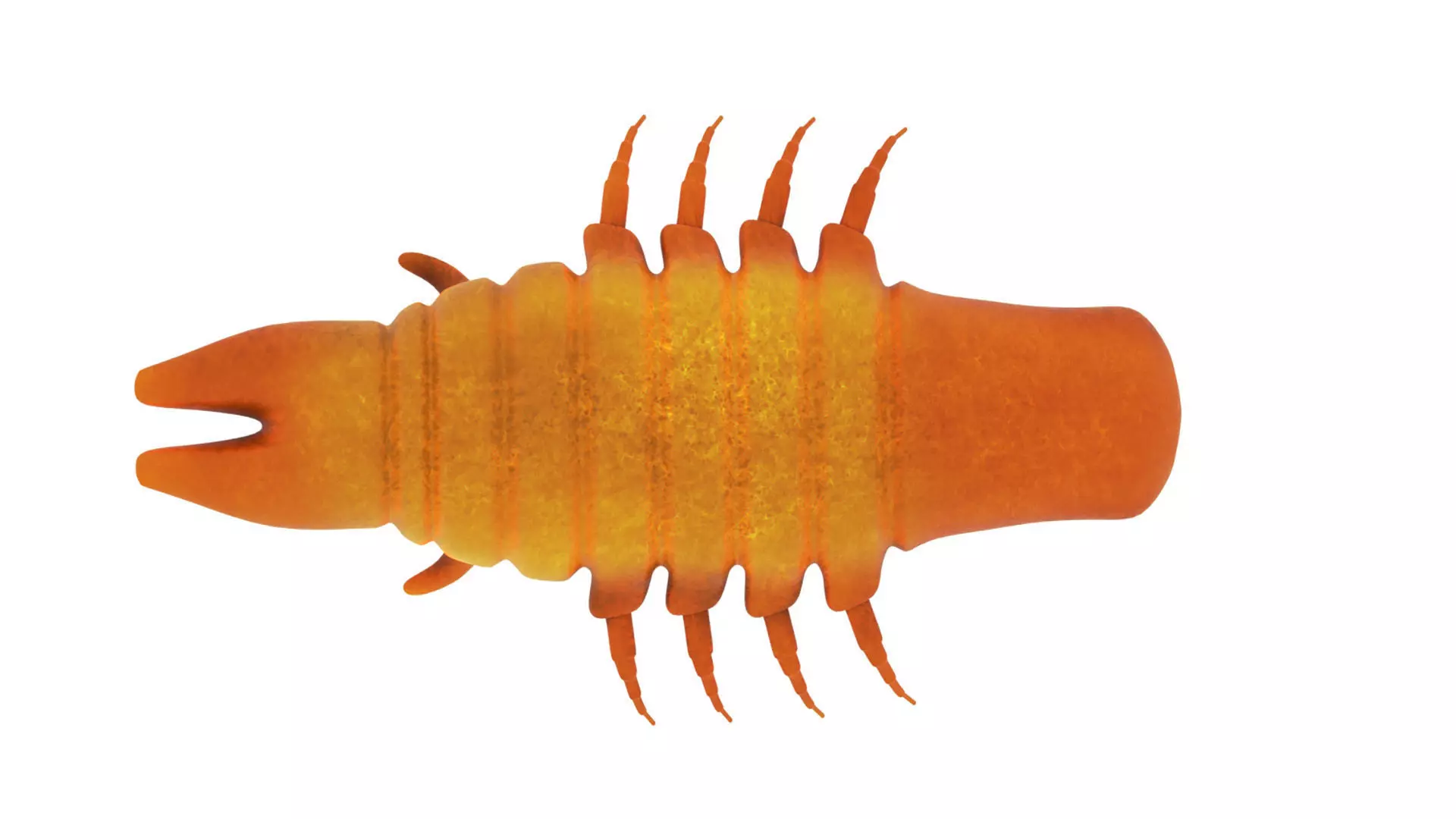 insect Cockroach 3D model