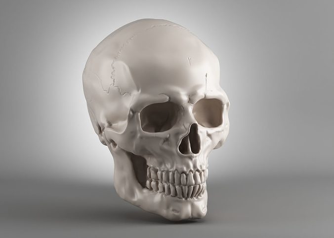 Skull 3d print model 3D print model