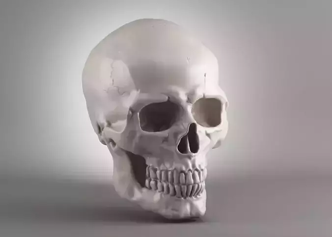 Skull 3d print model 3D print model
