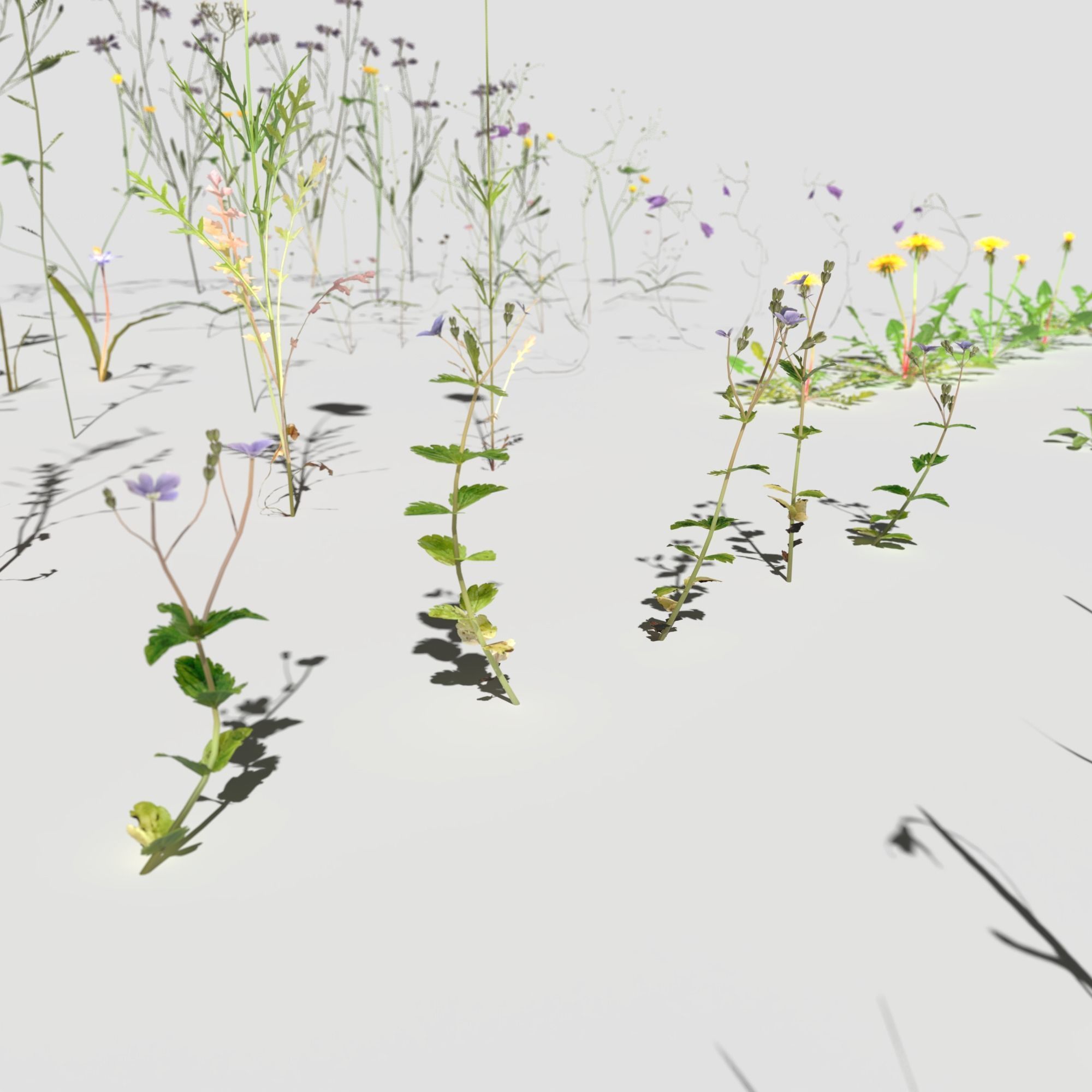 Wild Flower Plant Pack 3D model_10