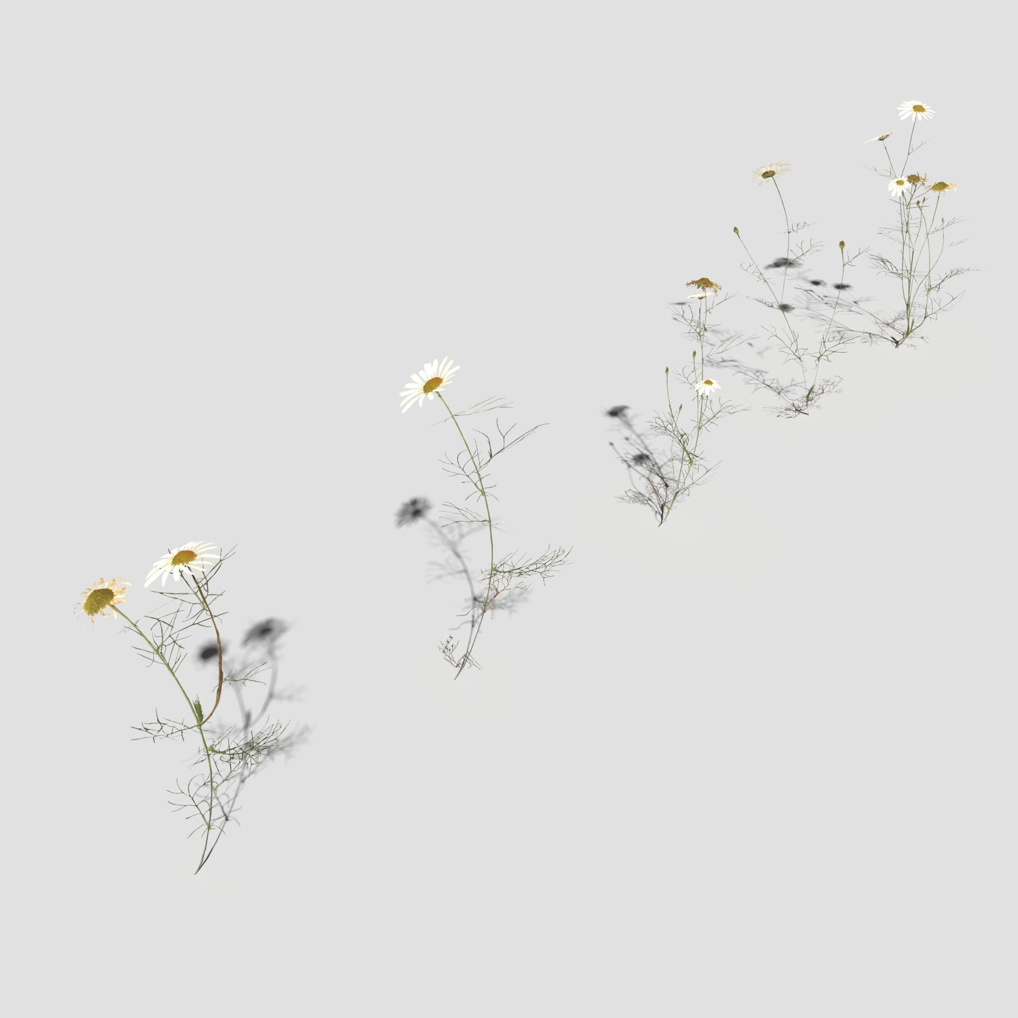 Wild Flower Plant Pack 3D model_35