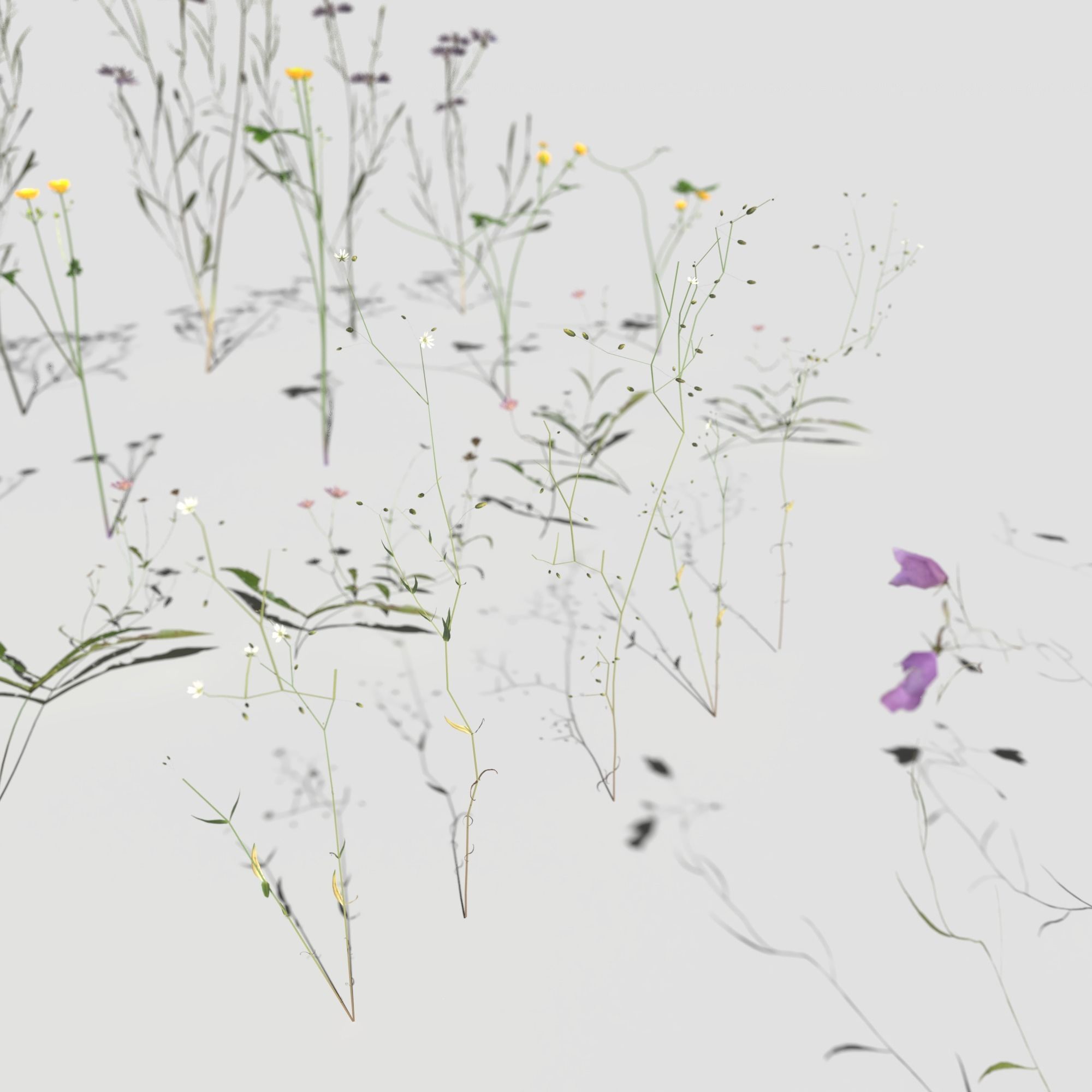 Wild Flower Plant Pack 3D model_20
