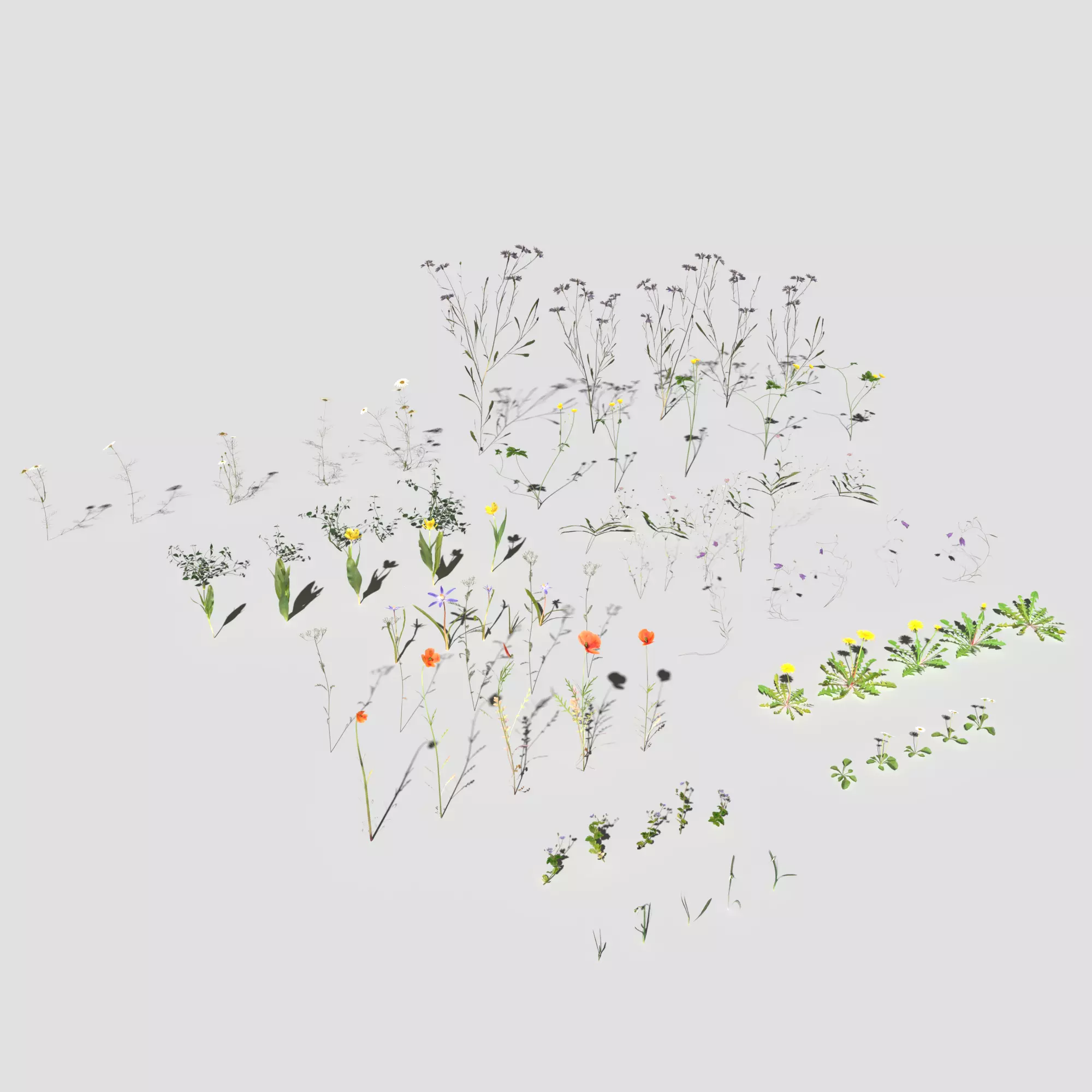 Wild Flower Plant Pack 3D model_0