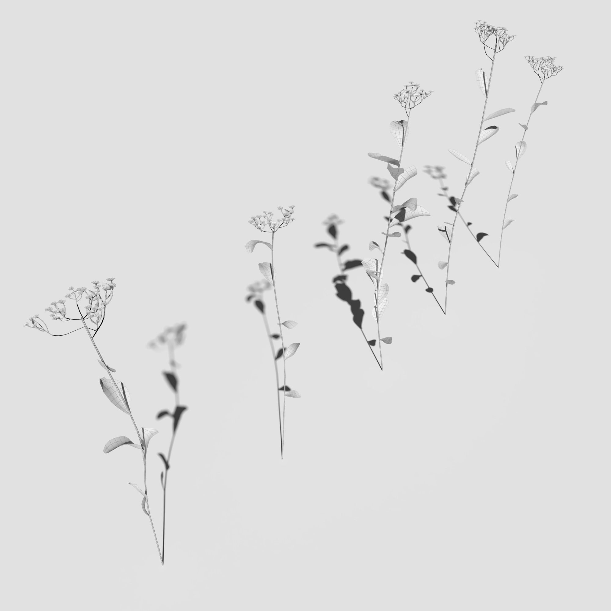 Wild Flower Plant Pack 3D model_50