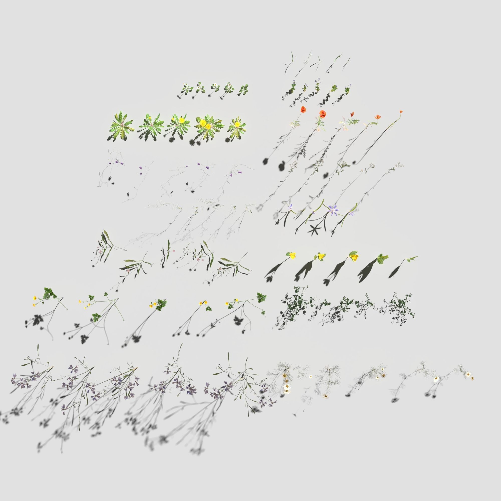 Wild Flower Plant Pack 3D model_8