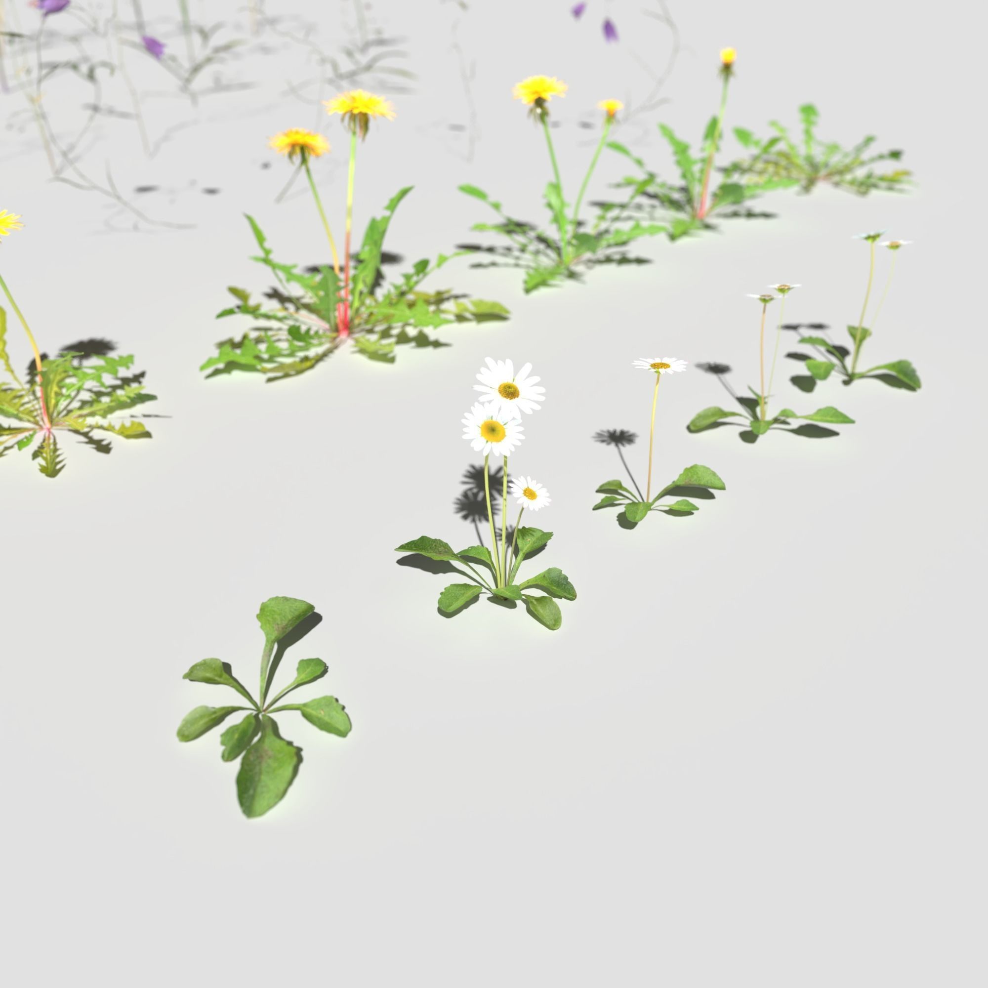 Wild Flower Plant Pack 3D model_17