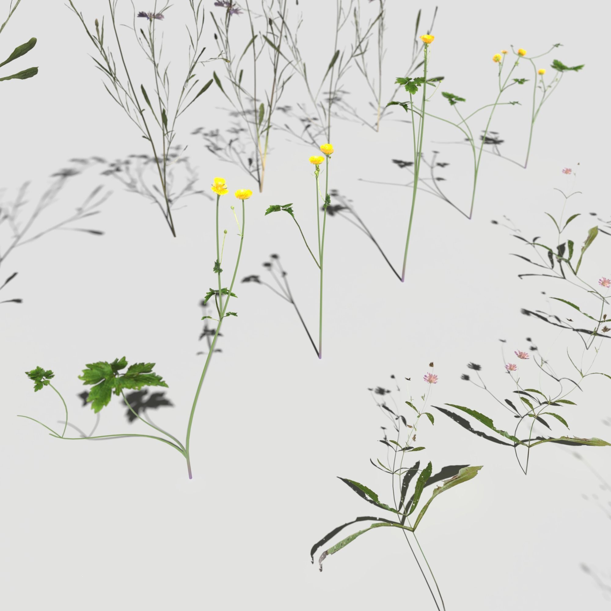 Wild Flower Plant Pack 3D model_22