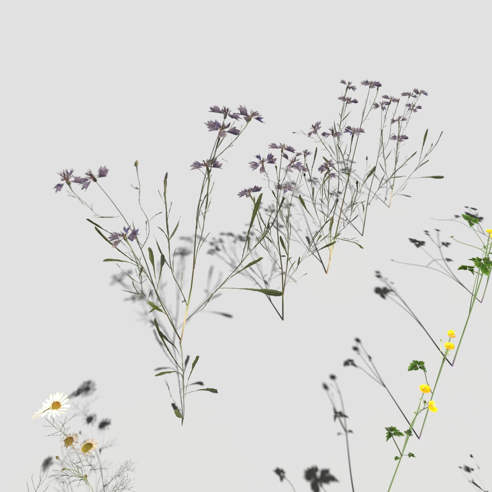 Wild Flower Plant Pack 3D model_23