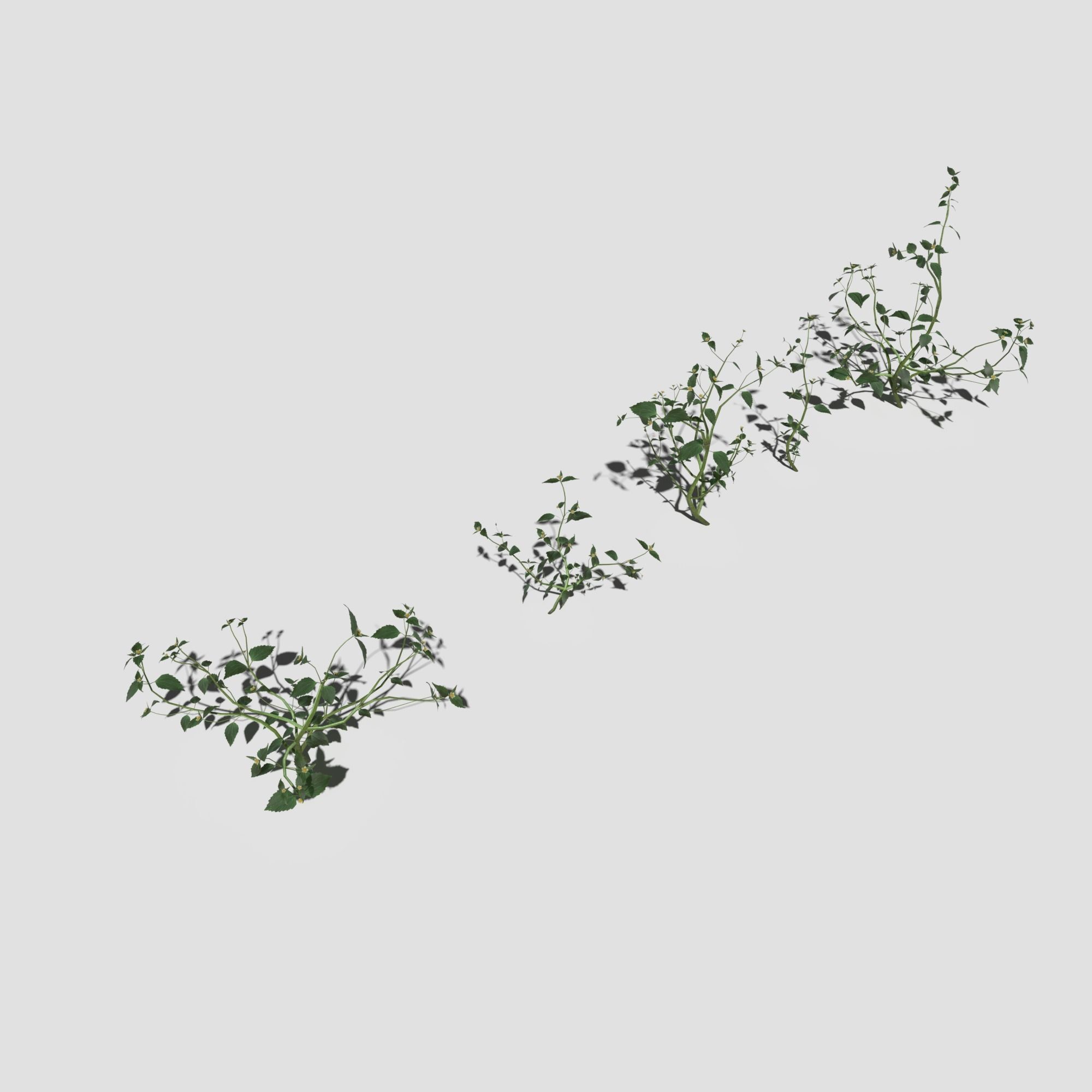 Wild Flower Plant Pack 3D model_39
