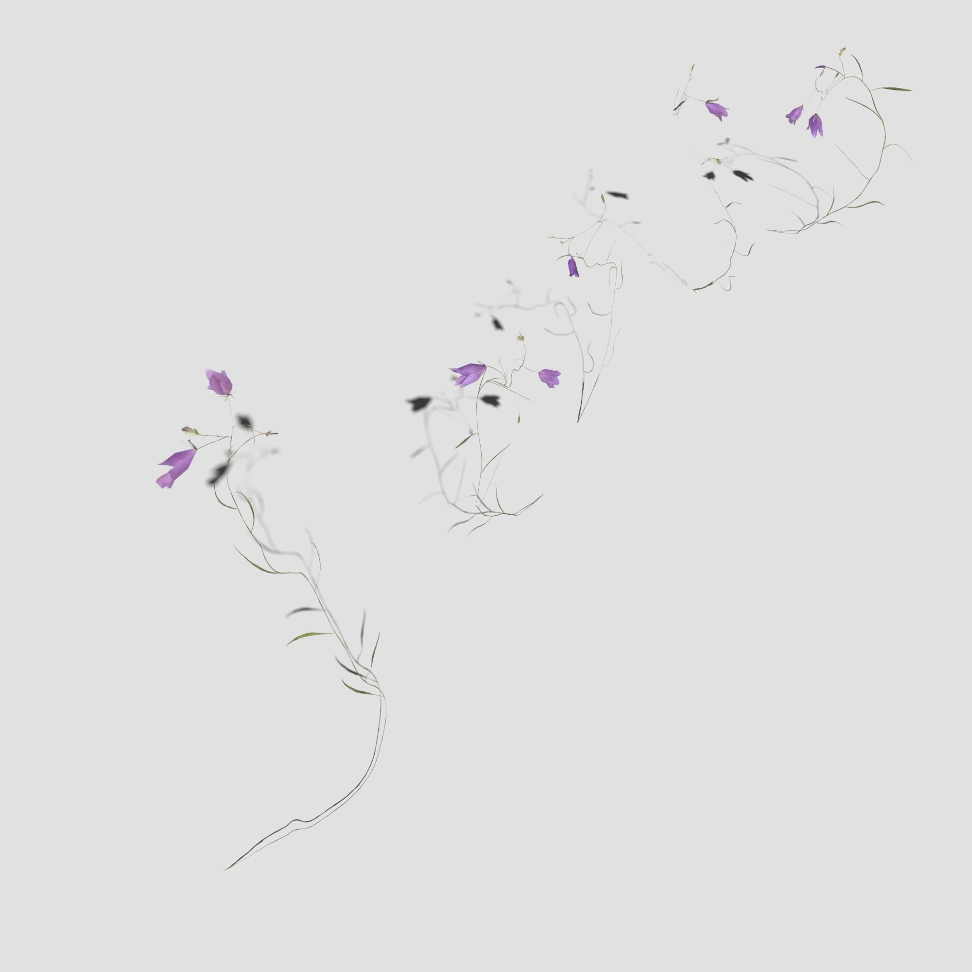 Wild Flower Plant Pack 3D model_47