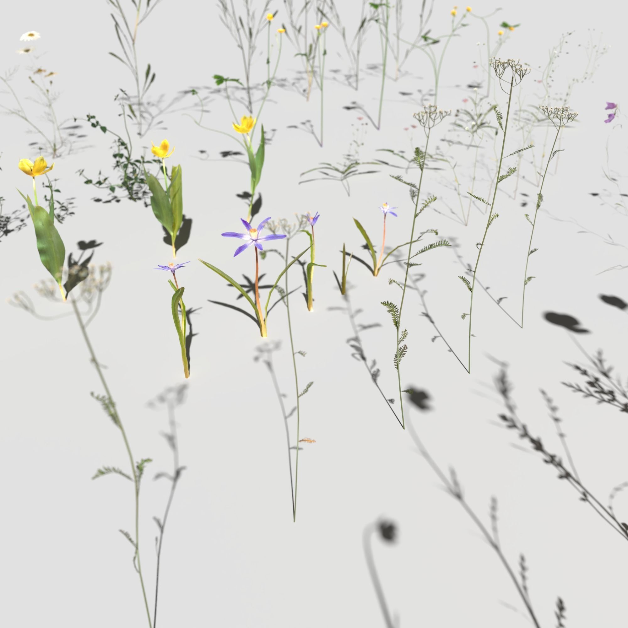 Wild Flower Plant Pack 3D model_12