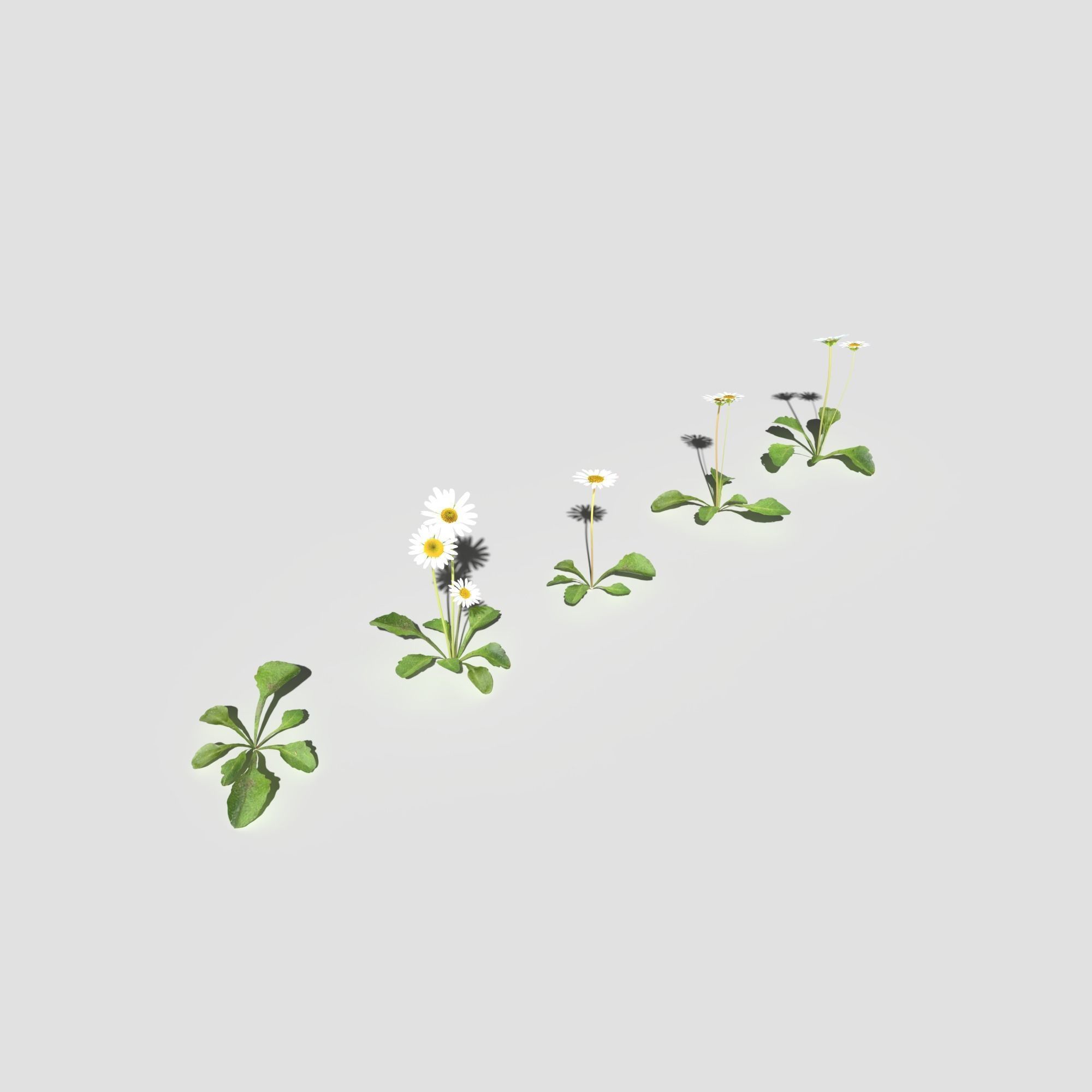 Wild Flower Plant Pack 3D model_31