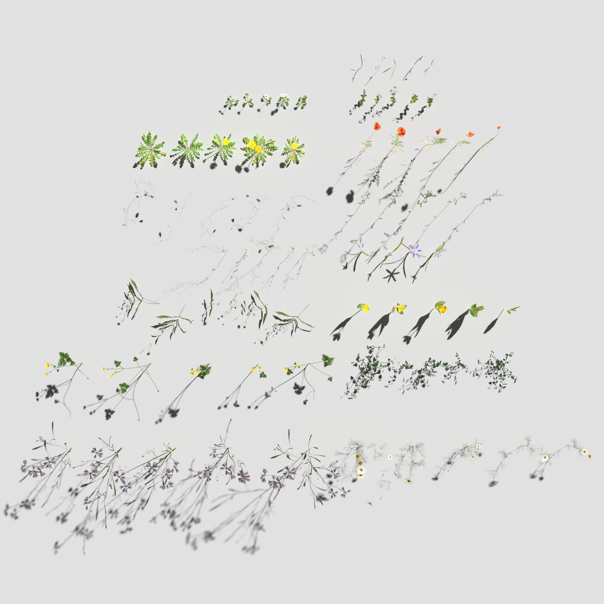 Wild Flower Plant Pack 3D model_24