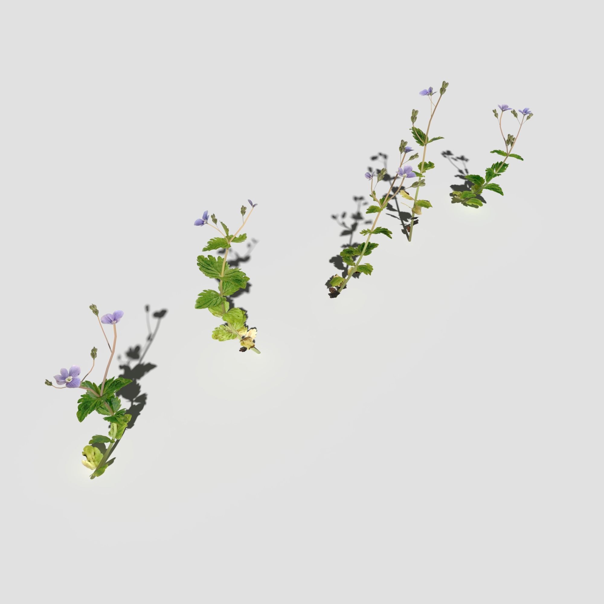 Wild Flower Plant Pack 3D model_53