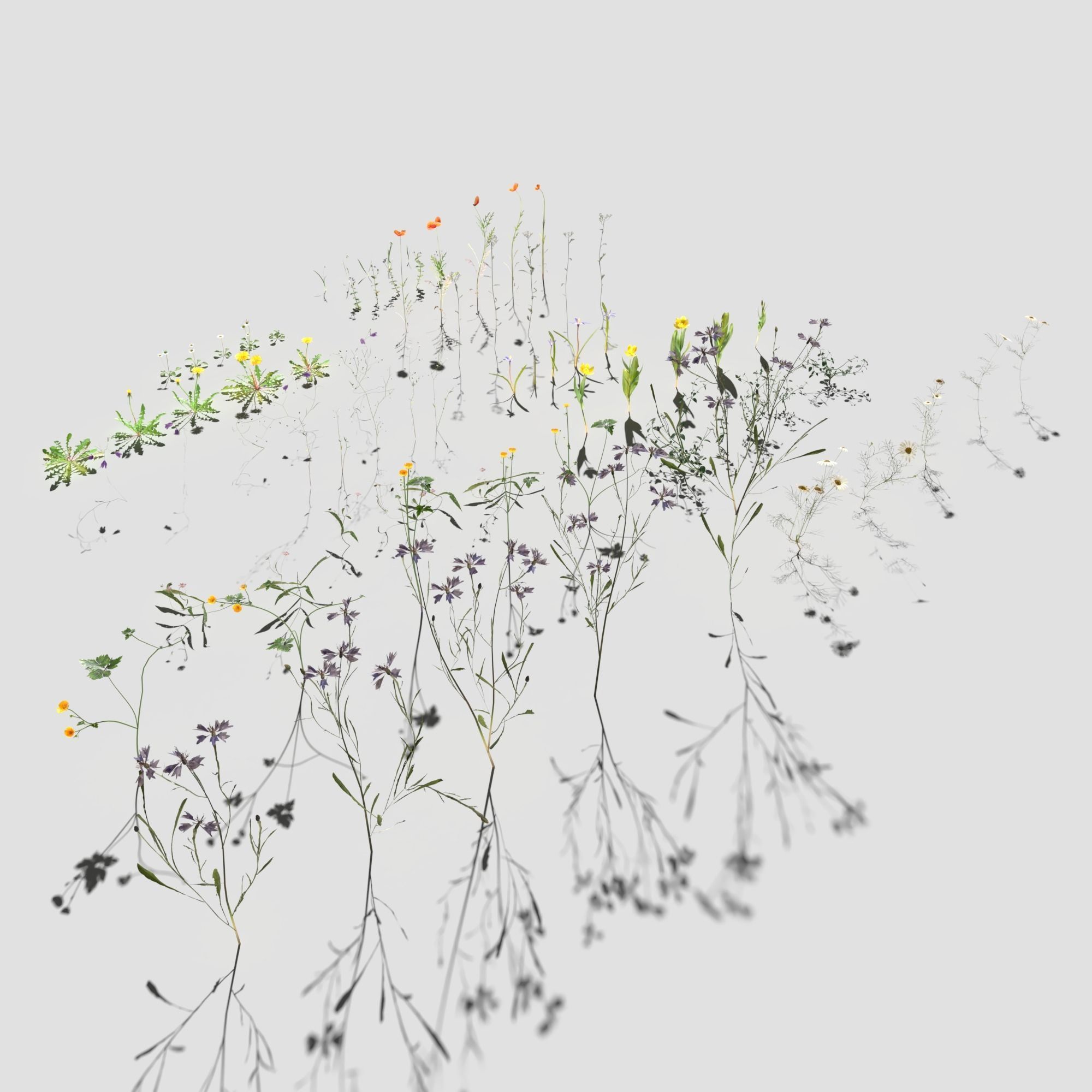 Wild Flower Plant Pack 3D model_4