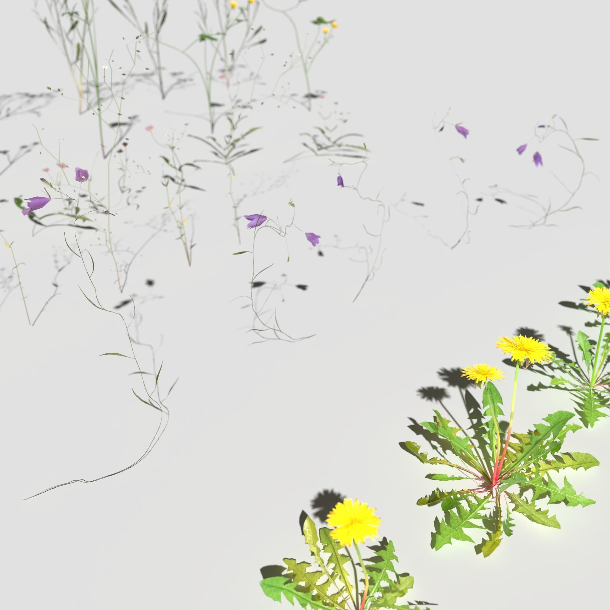 Wild Flower Plant Pack 3D model_19