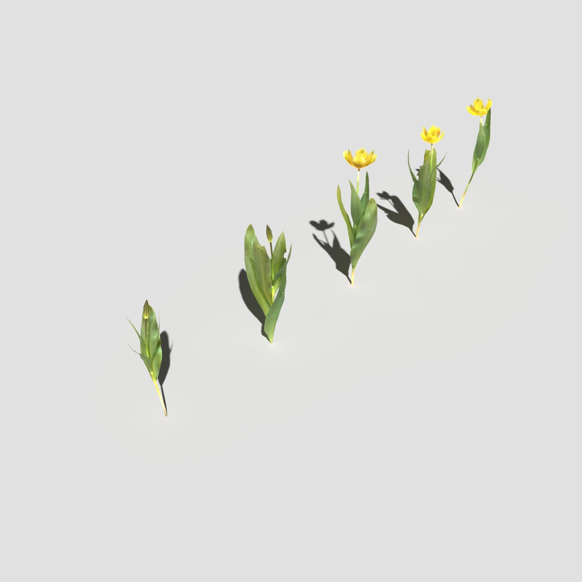 Wild Flower Plant Pack 3D model_41