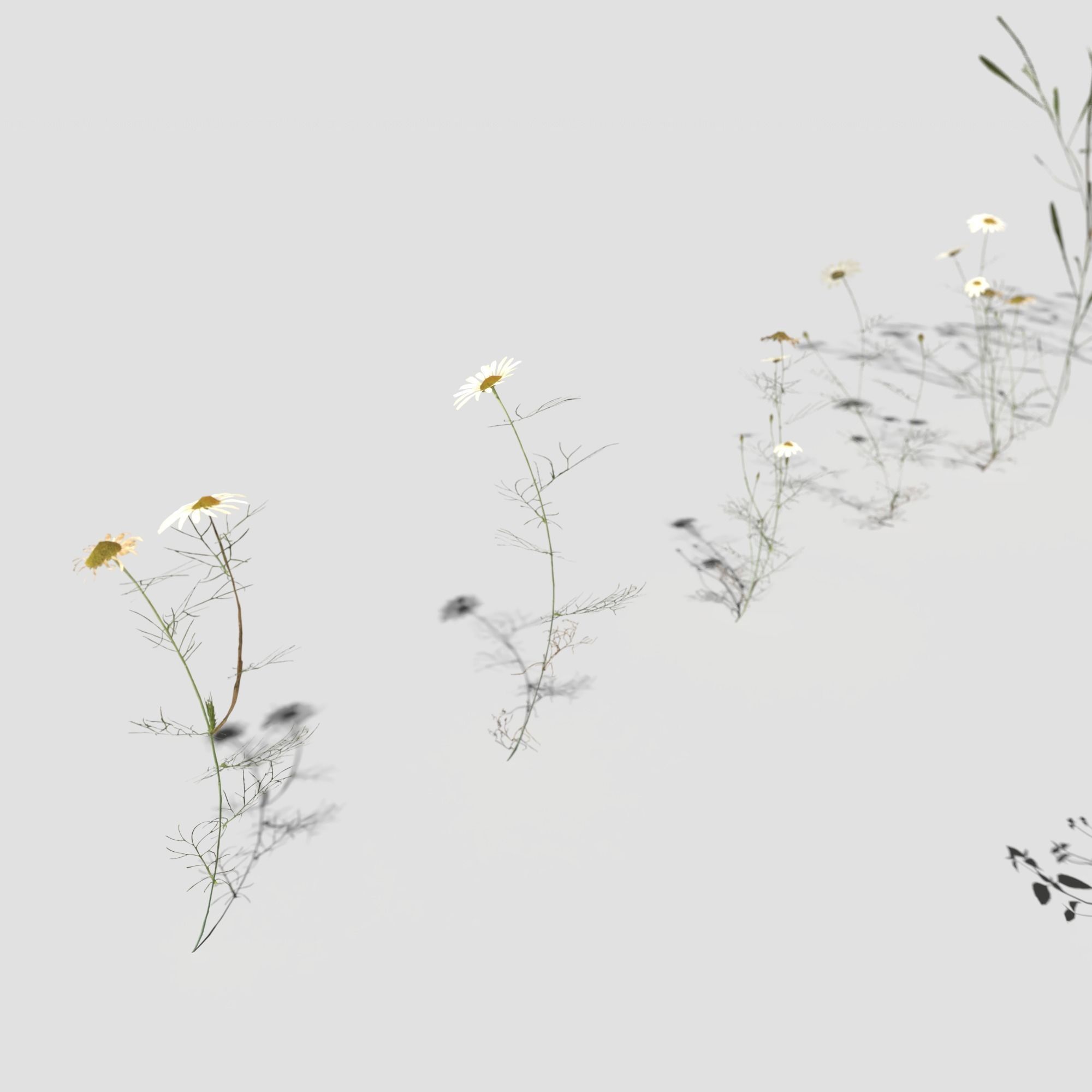 Wild Flower Plant Pack 3D model_16