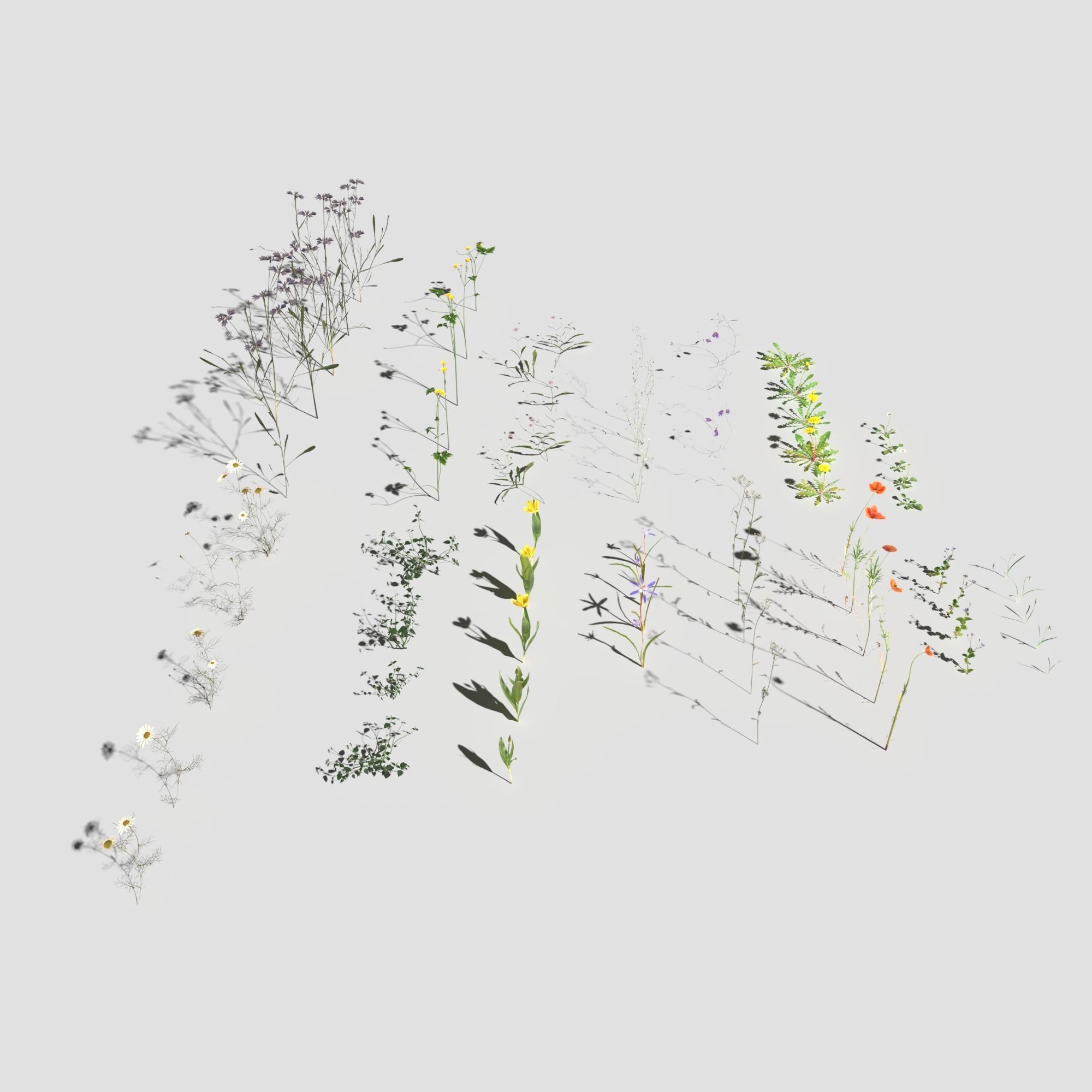 Wild Flower Plant Pack 3D model_7