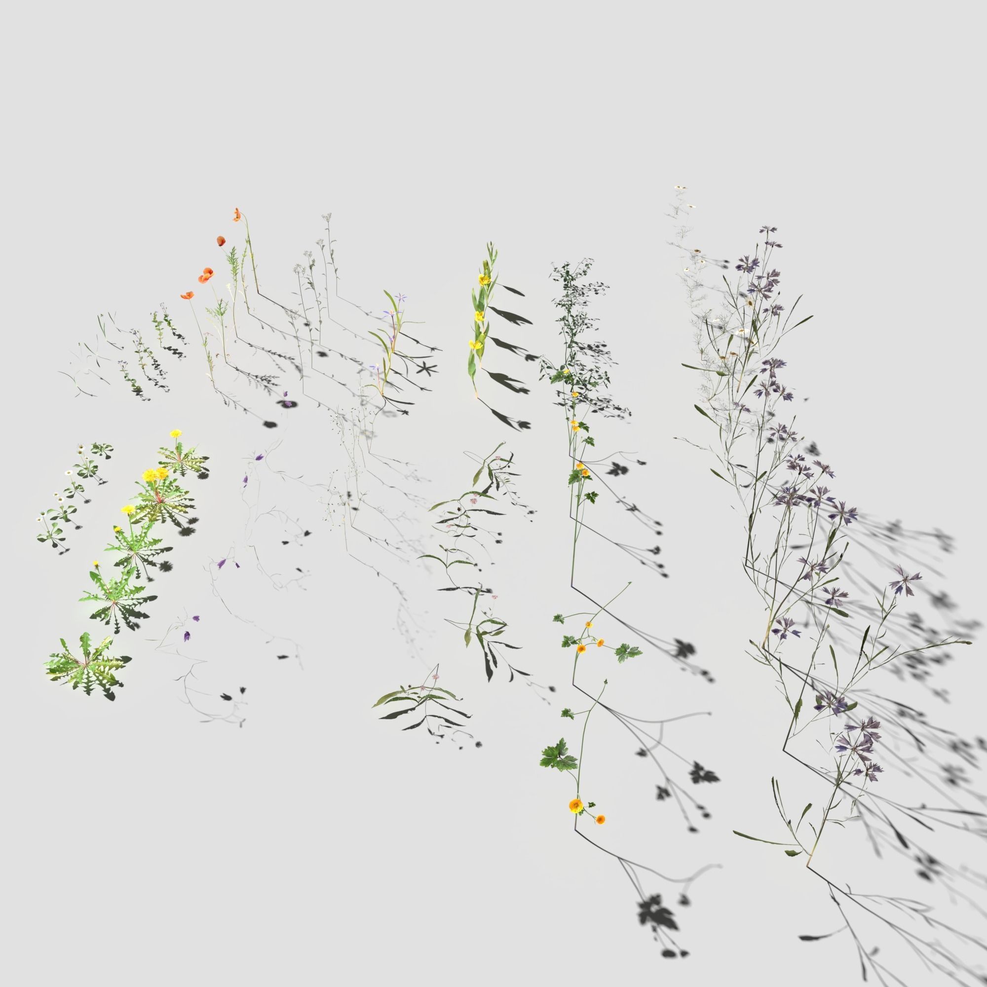 Wild Flower Plant Pack 3D model_3