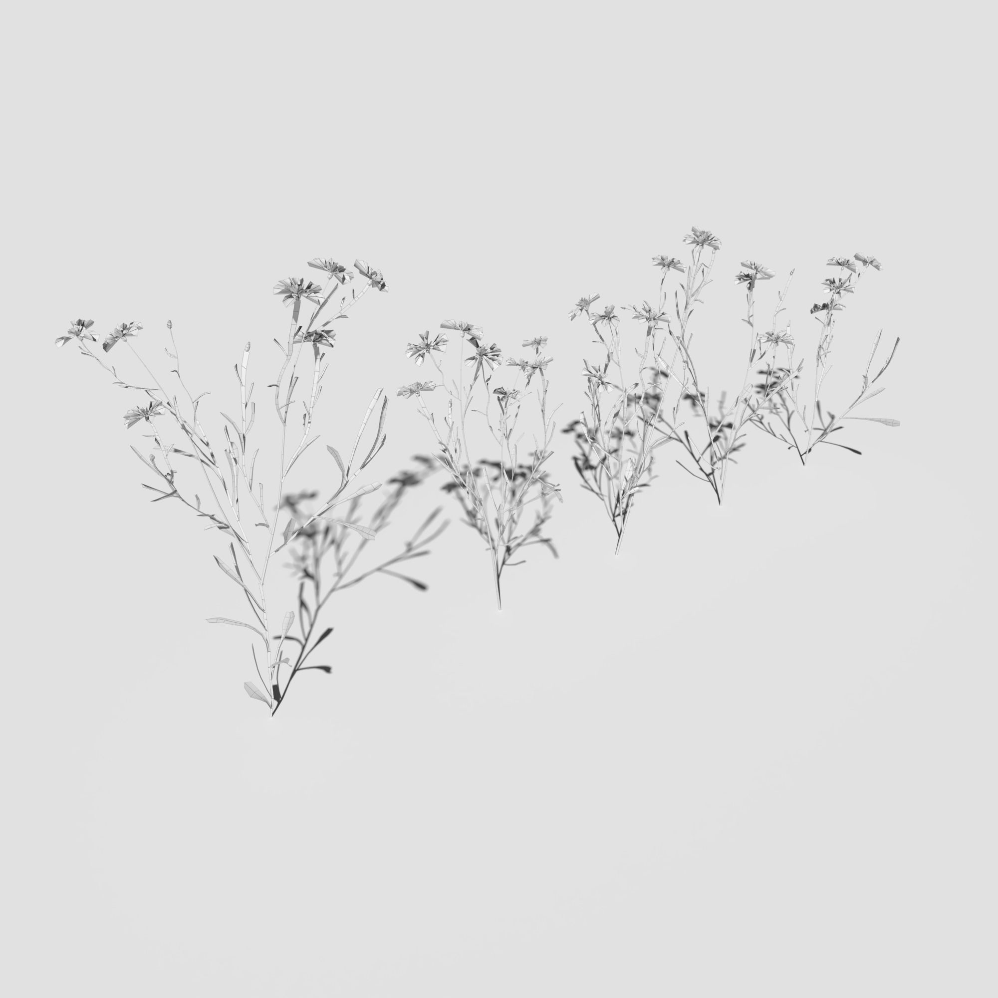 Wild Flower Plant Pack 3D model_28