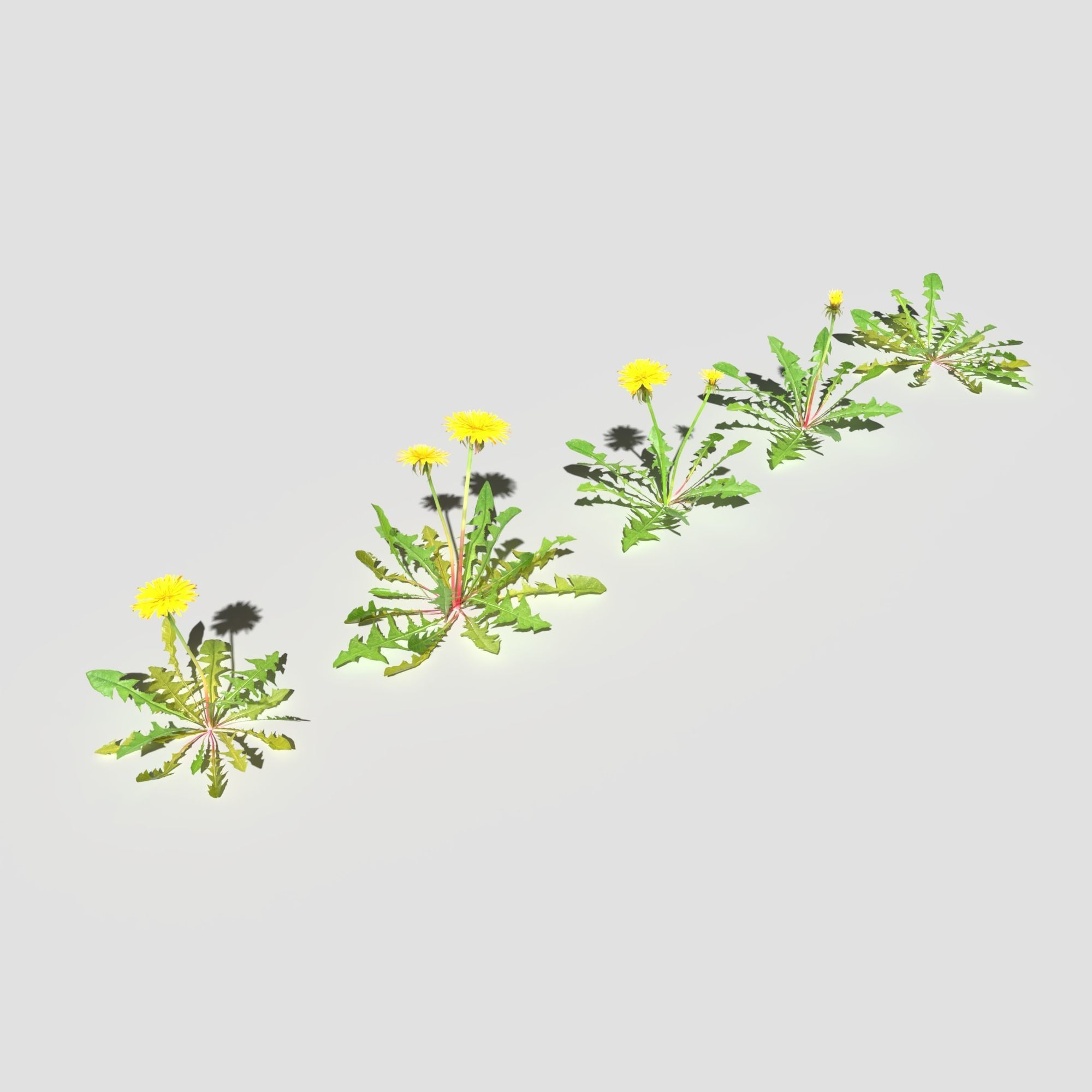 Wild Flower Plant Pack 3D model_33