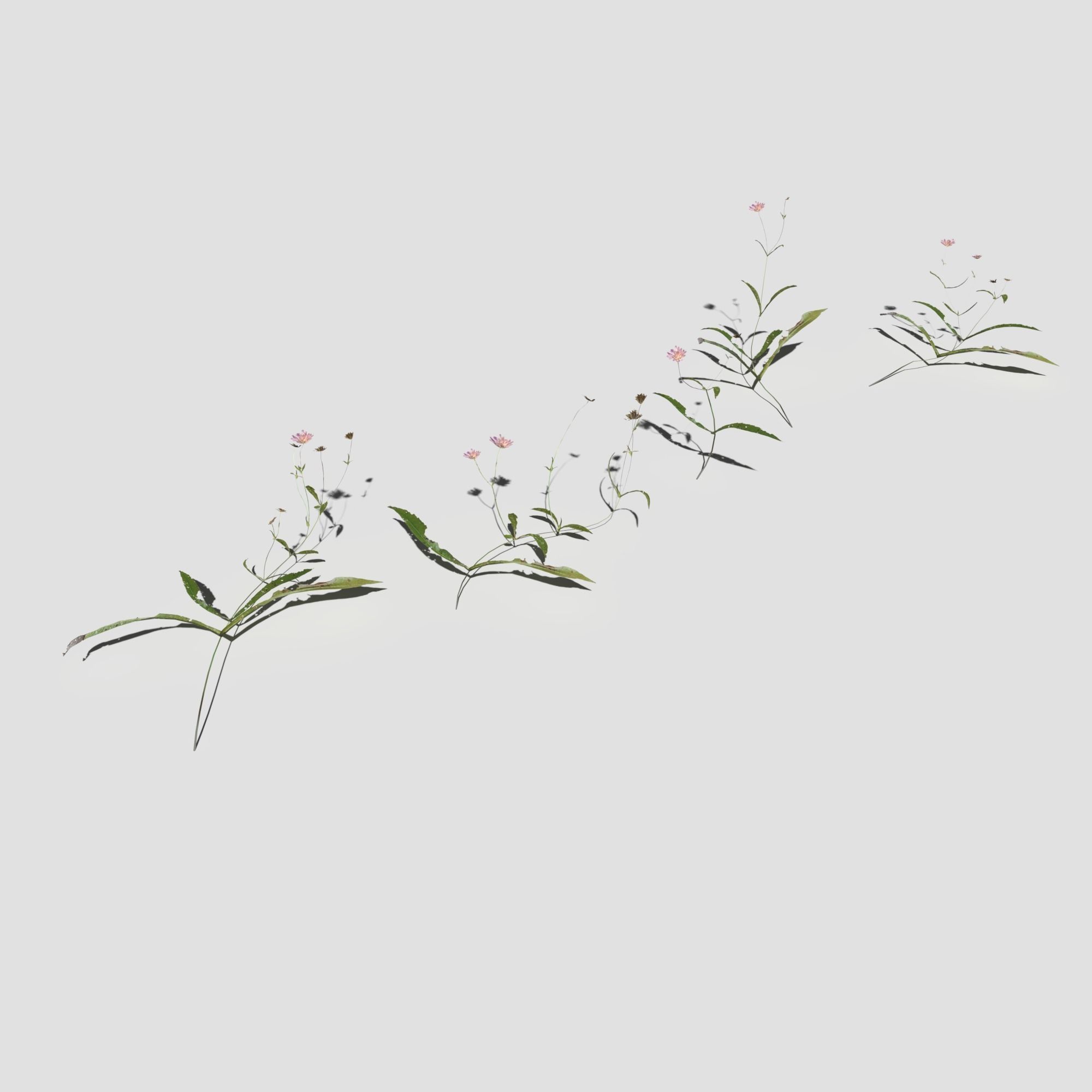Wild Flower Plant Pack 3D model_37