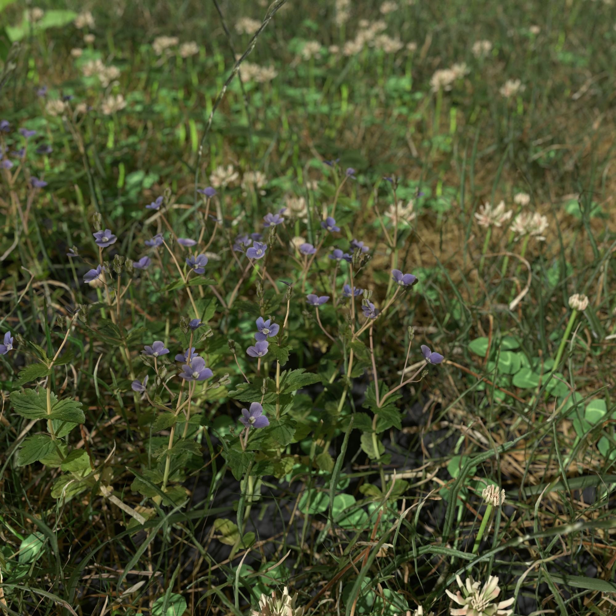 Wild Flower Plant Pack 3D model_70