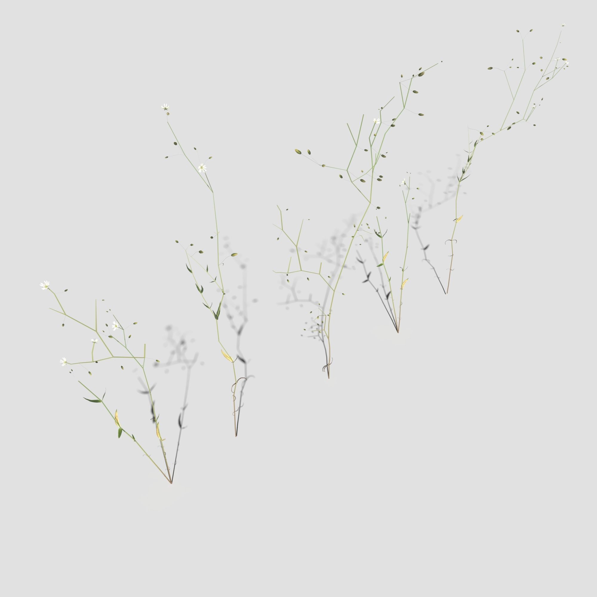 Wild Flower Plant Pack 3D model_45