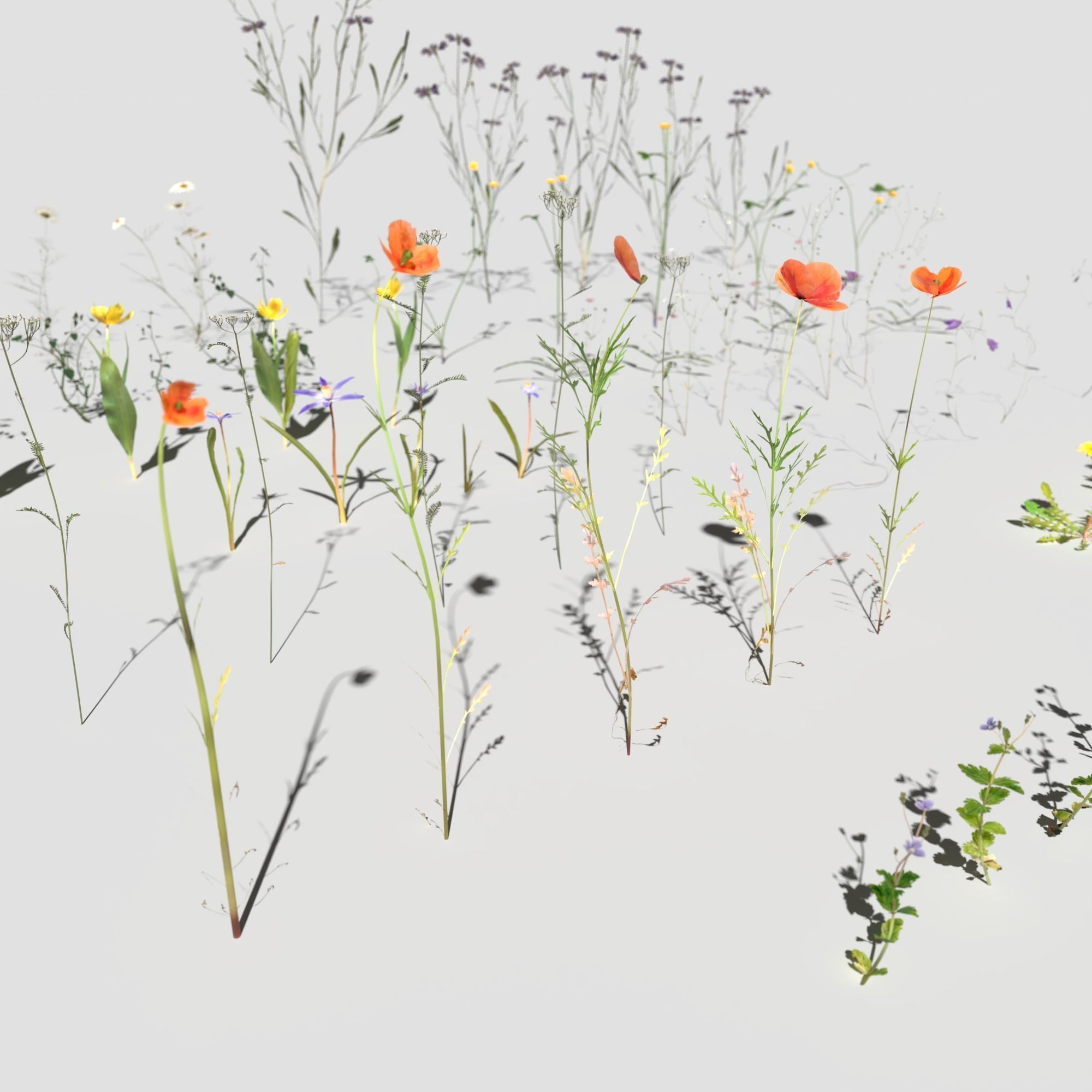 Wild Flower Plant Pack 3D model_11
