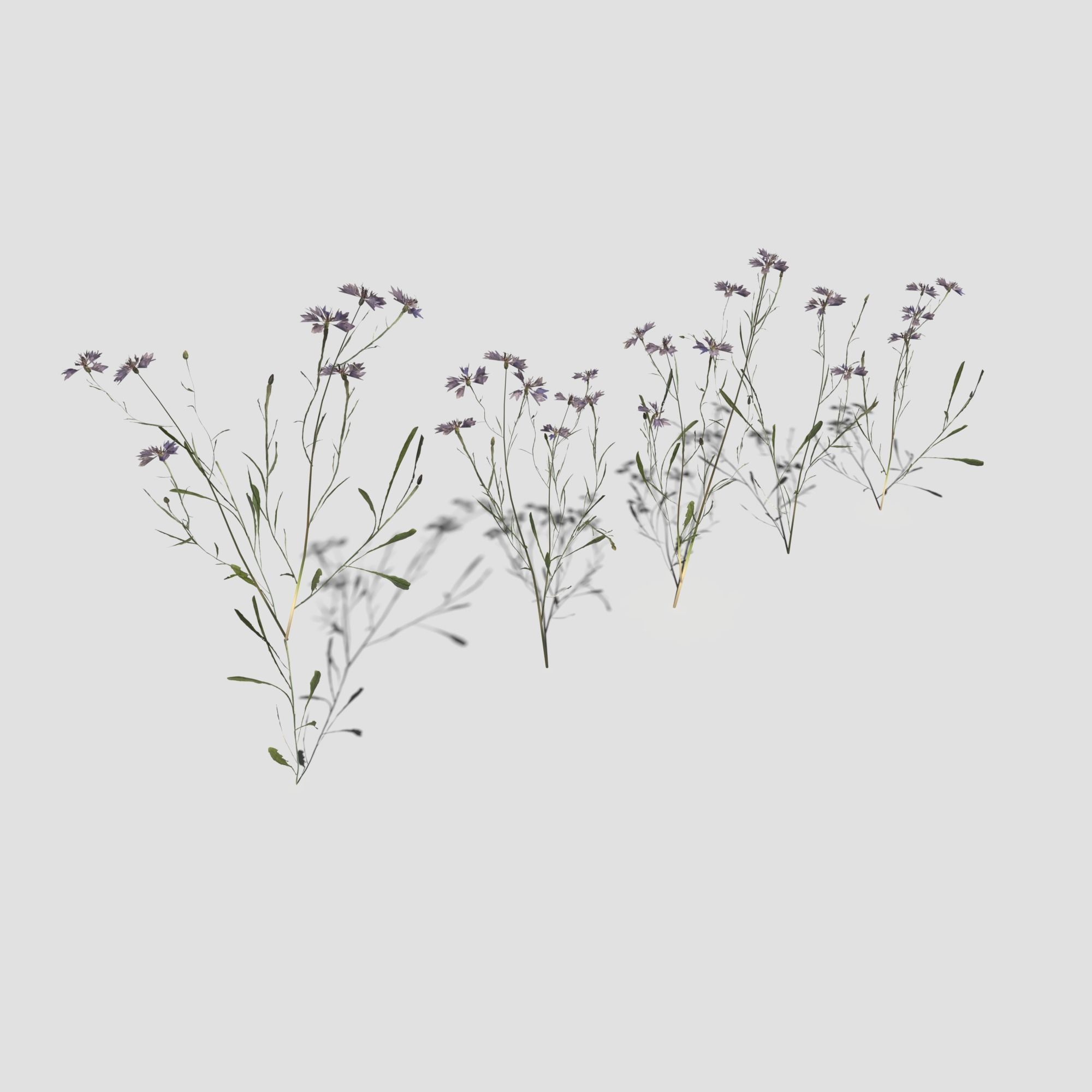 Wild Flower Plant Pack 3D model_27