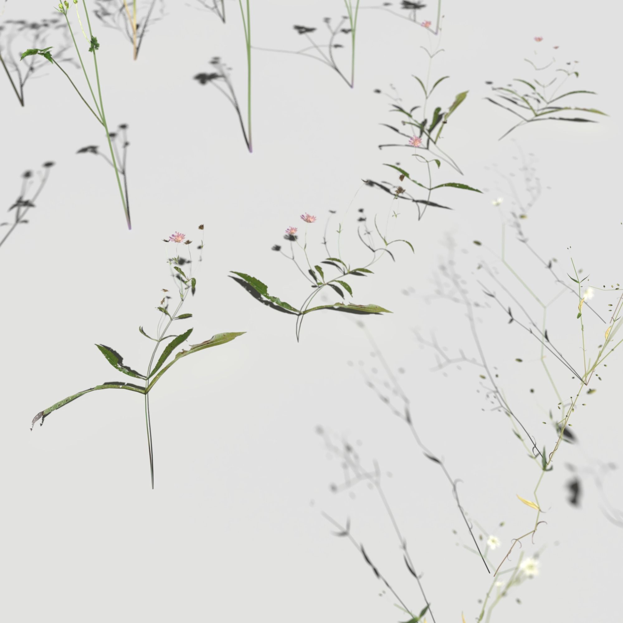 Wild Flower Plant Pack 3D model_21