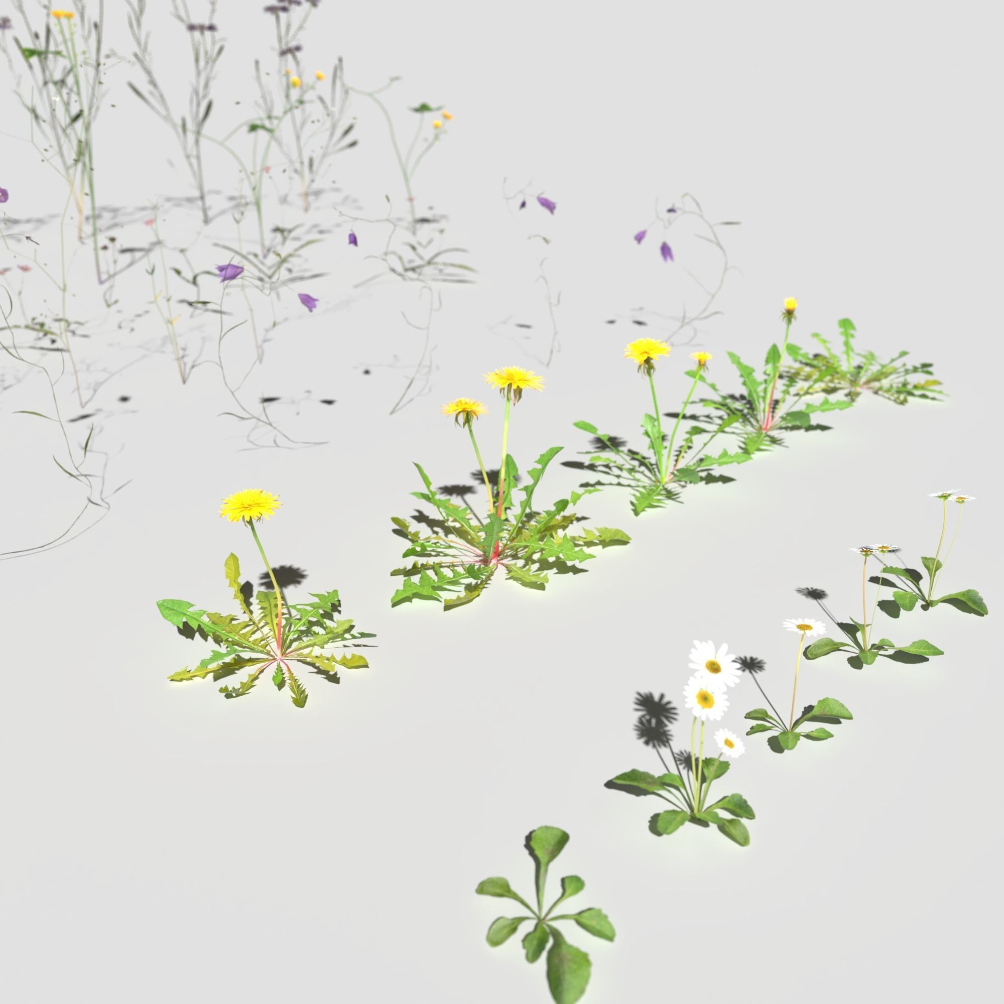 Wild Flower Plant Pack 3D model_18