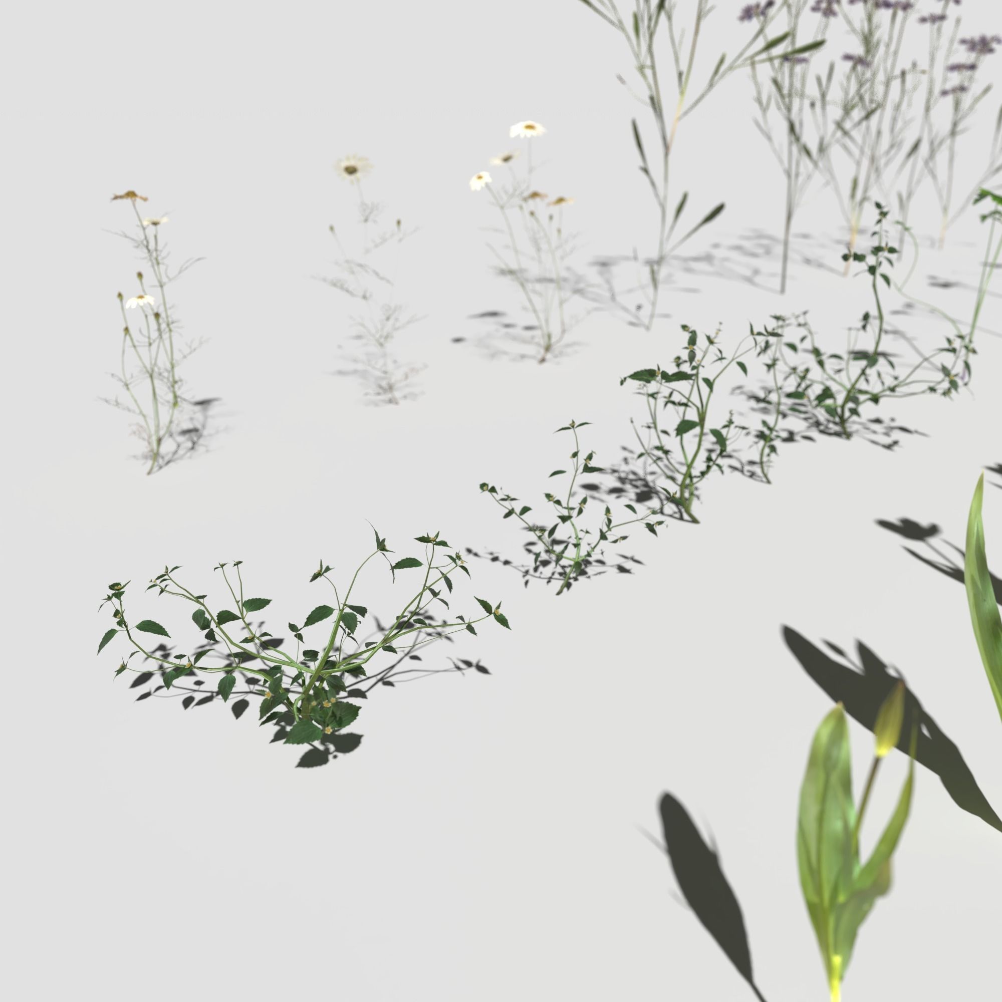 Wild Flower Plant Pack 3D model_15
