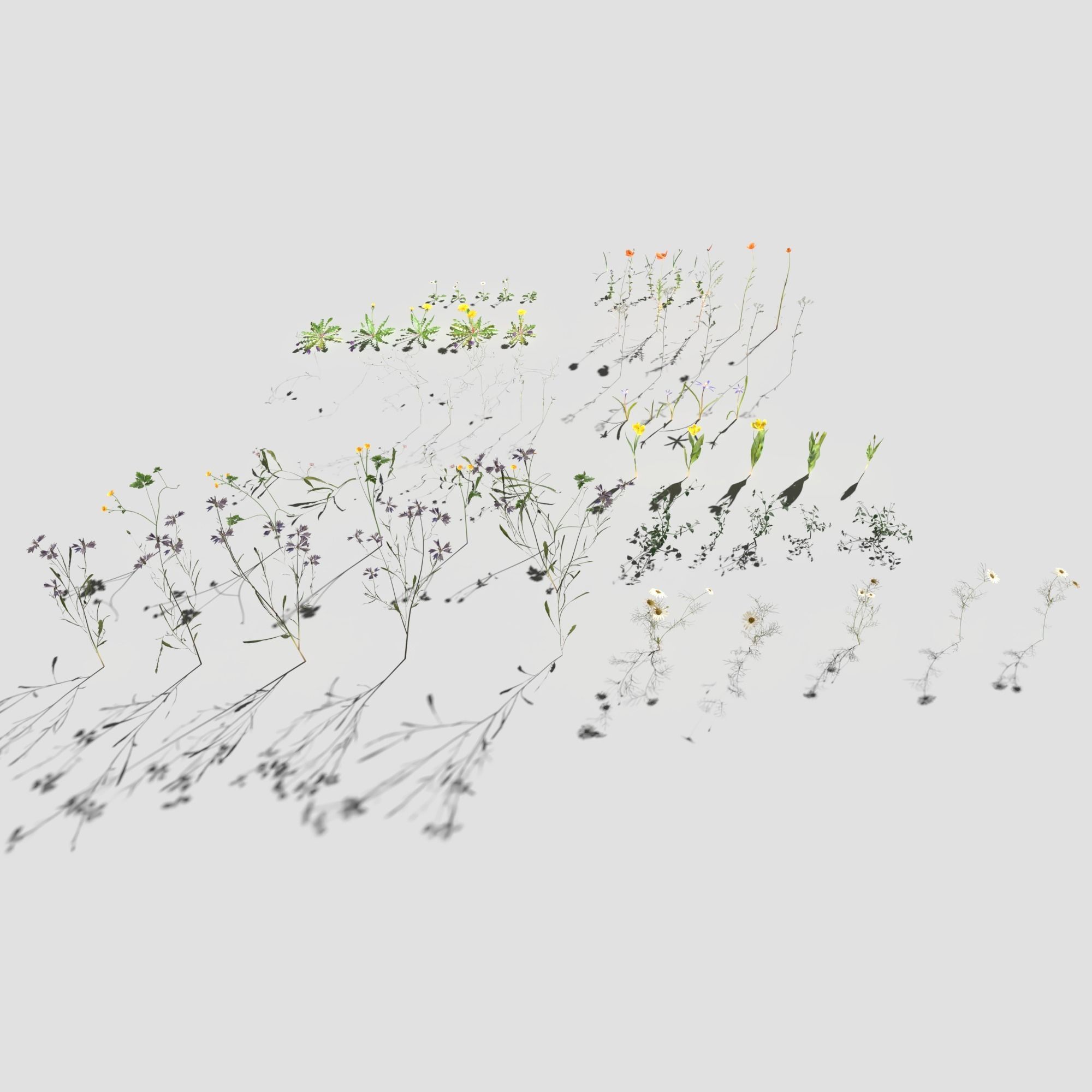 Wild Flower Plant Pack 3D model_5