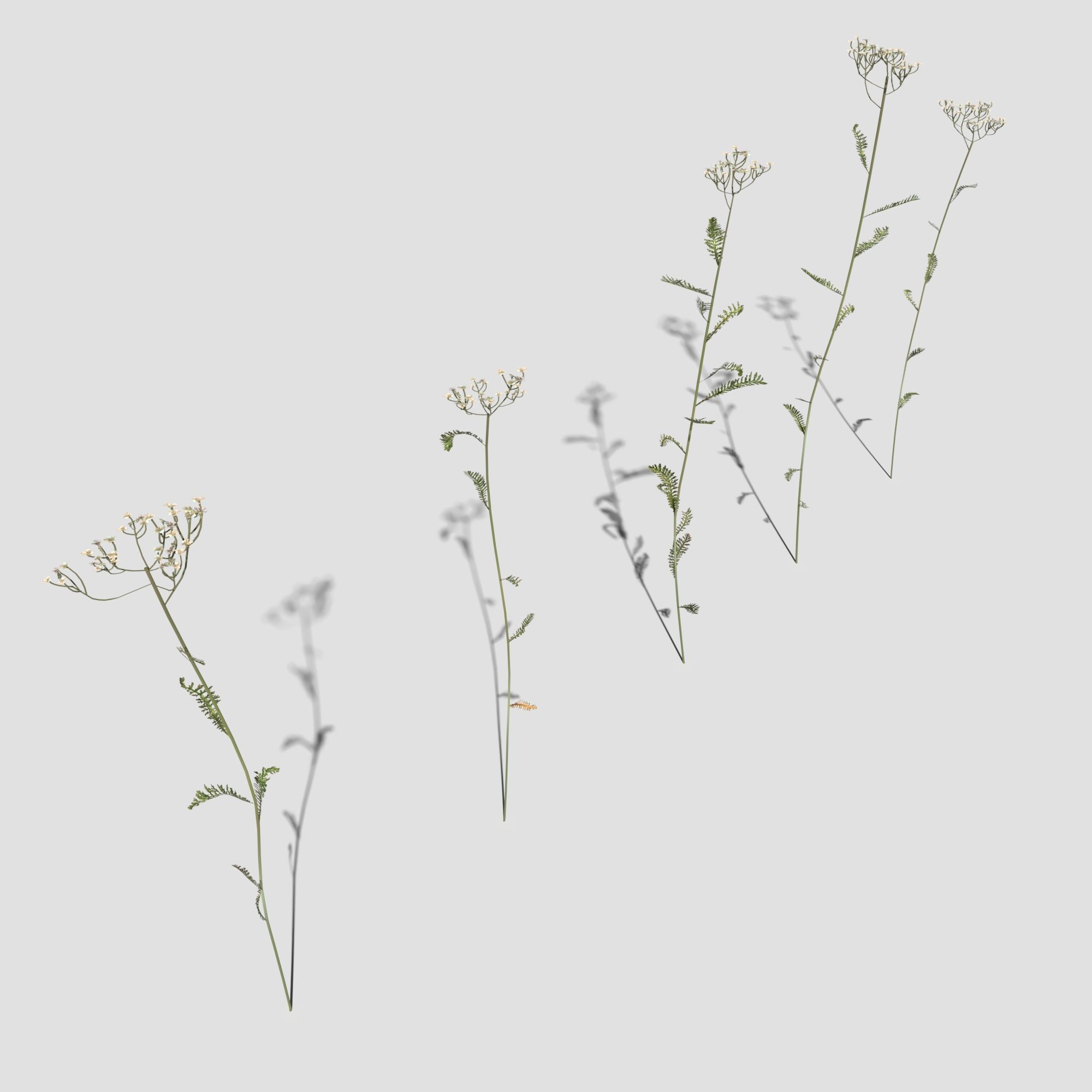 Wild Flower Plant Pack 3D model_49