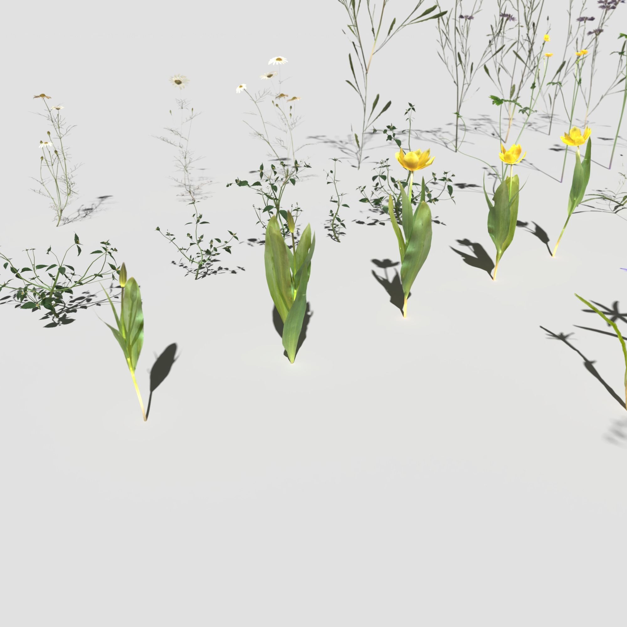 Wild Flower Plant Pack 3D model_14