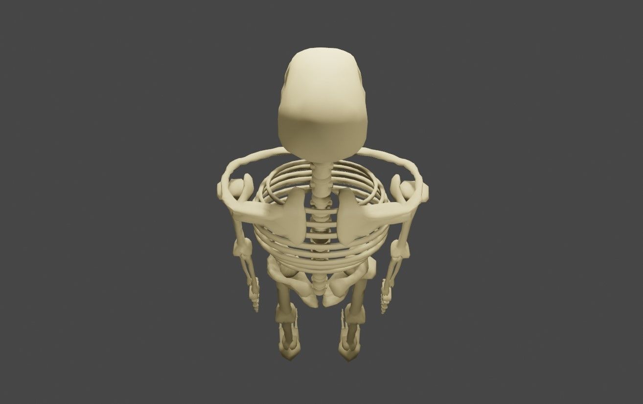Basic Skeleton - Skull - Esqueleto 3D model_4