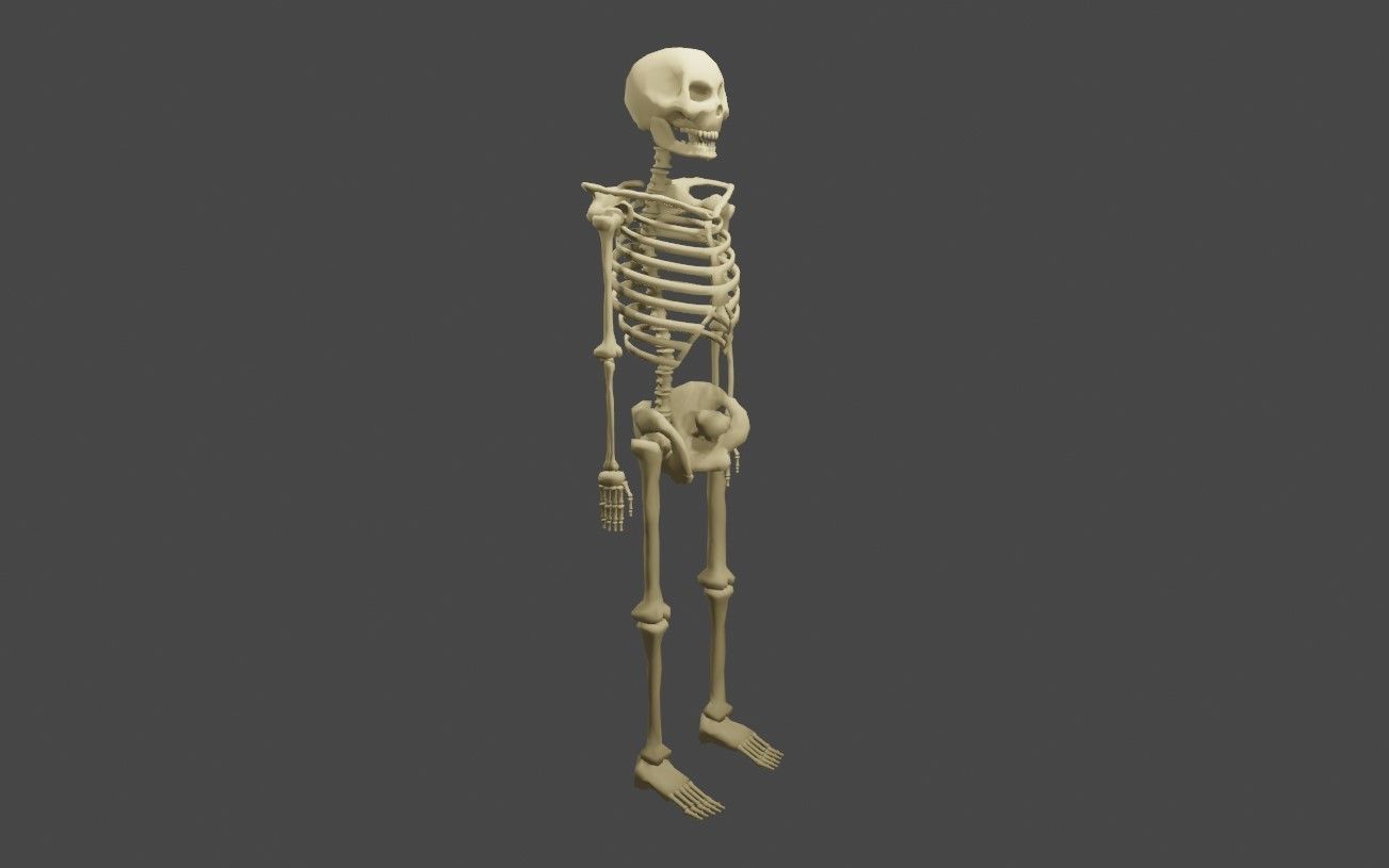 Basic Skeleton - Skull - Esqueleto 3D model_12
