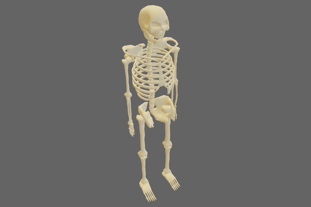 Basic Skeleton - Skull - Esqueleto 3D model_25
