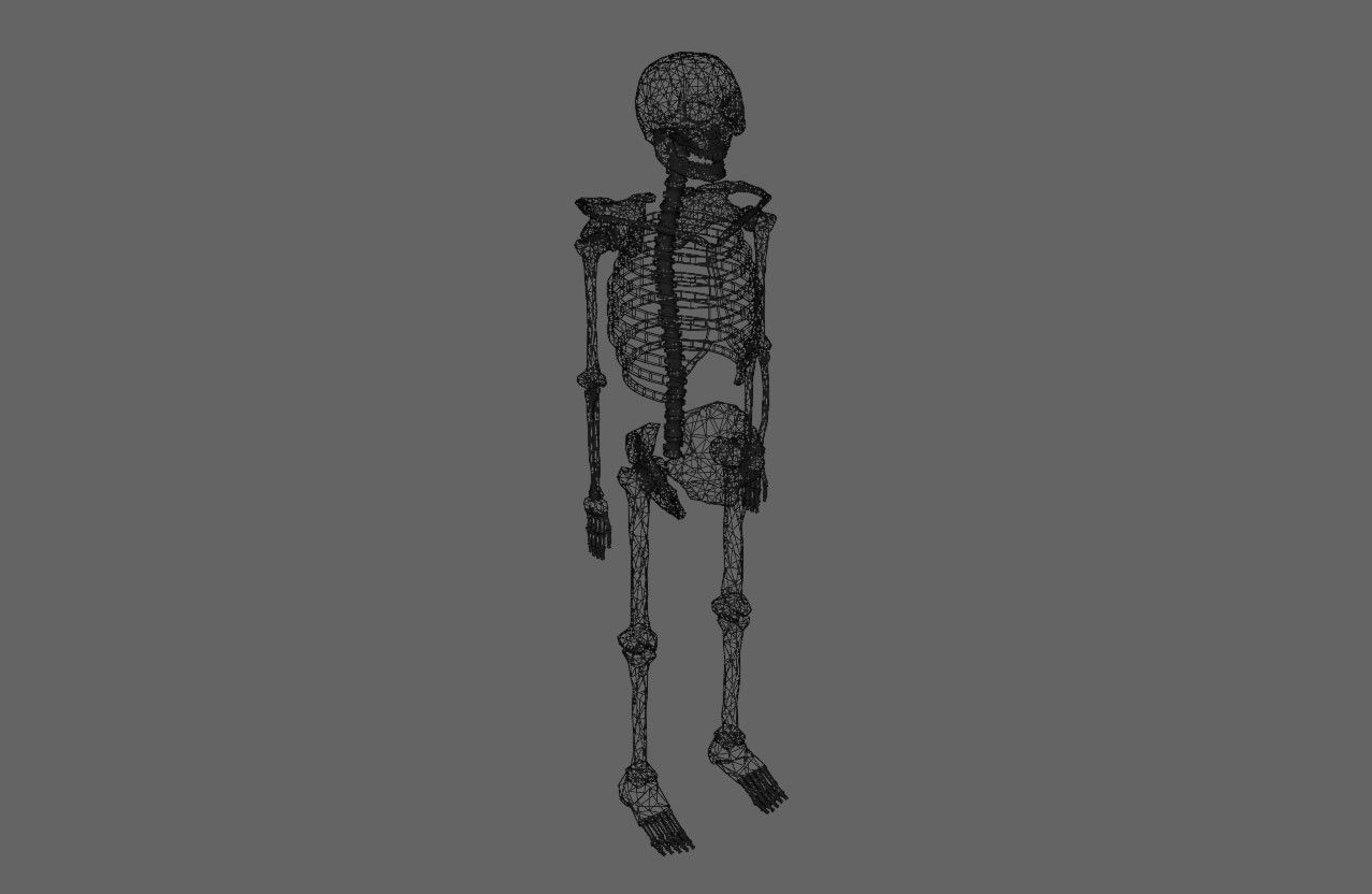 Basic Skeleton - Skull - Esqueleto 3D model_24