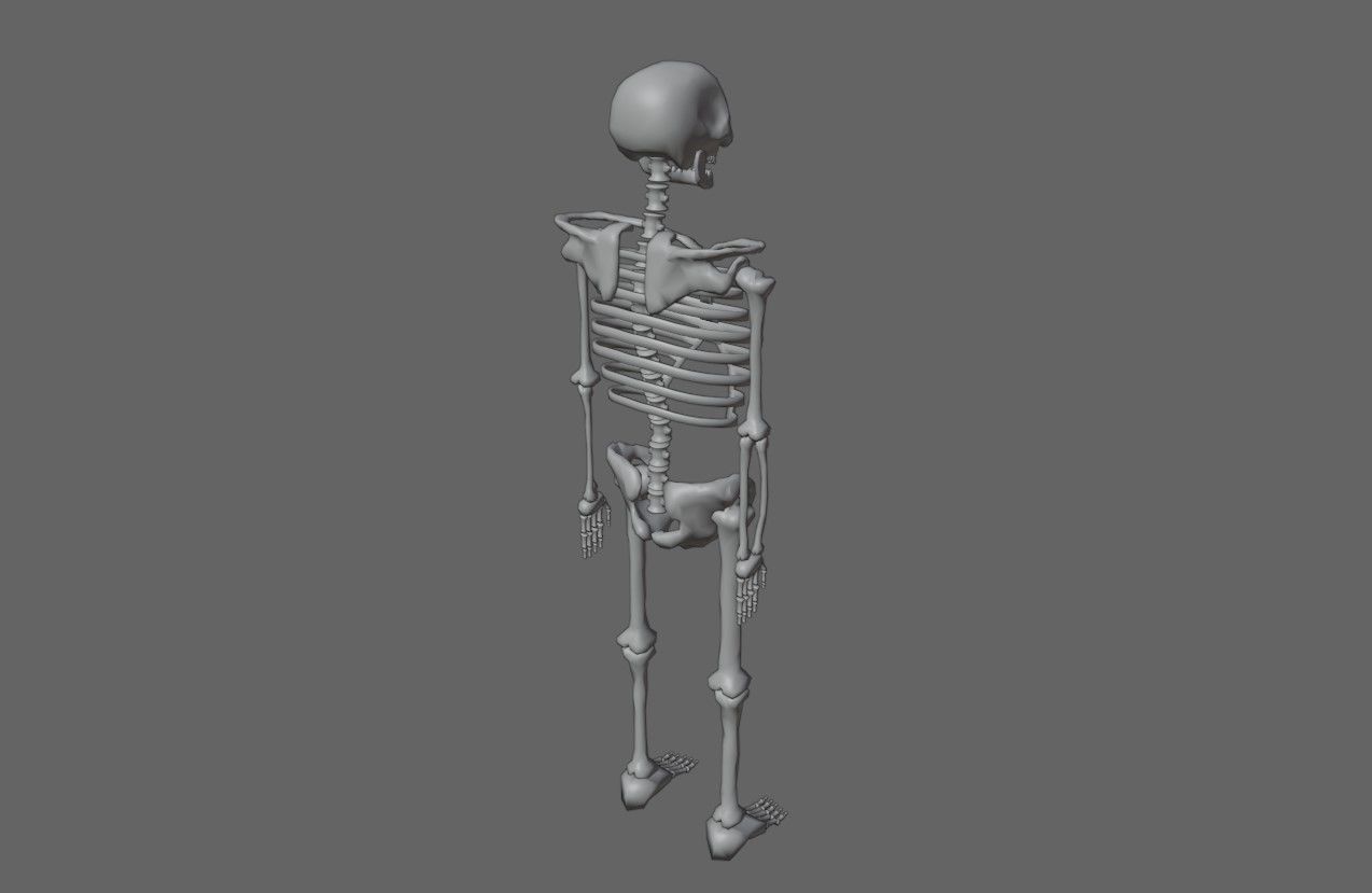 Basic Skeleton - Skull - Esqueleto 3D model_20