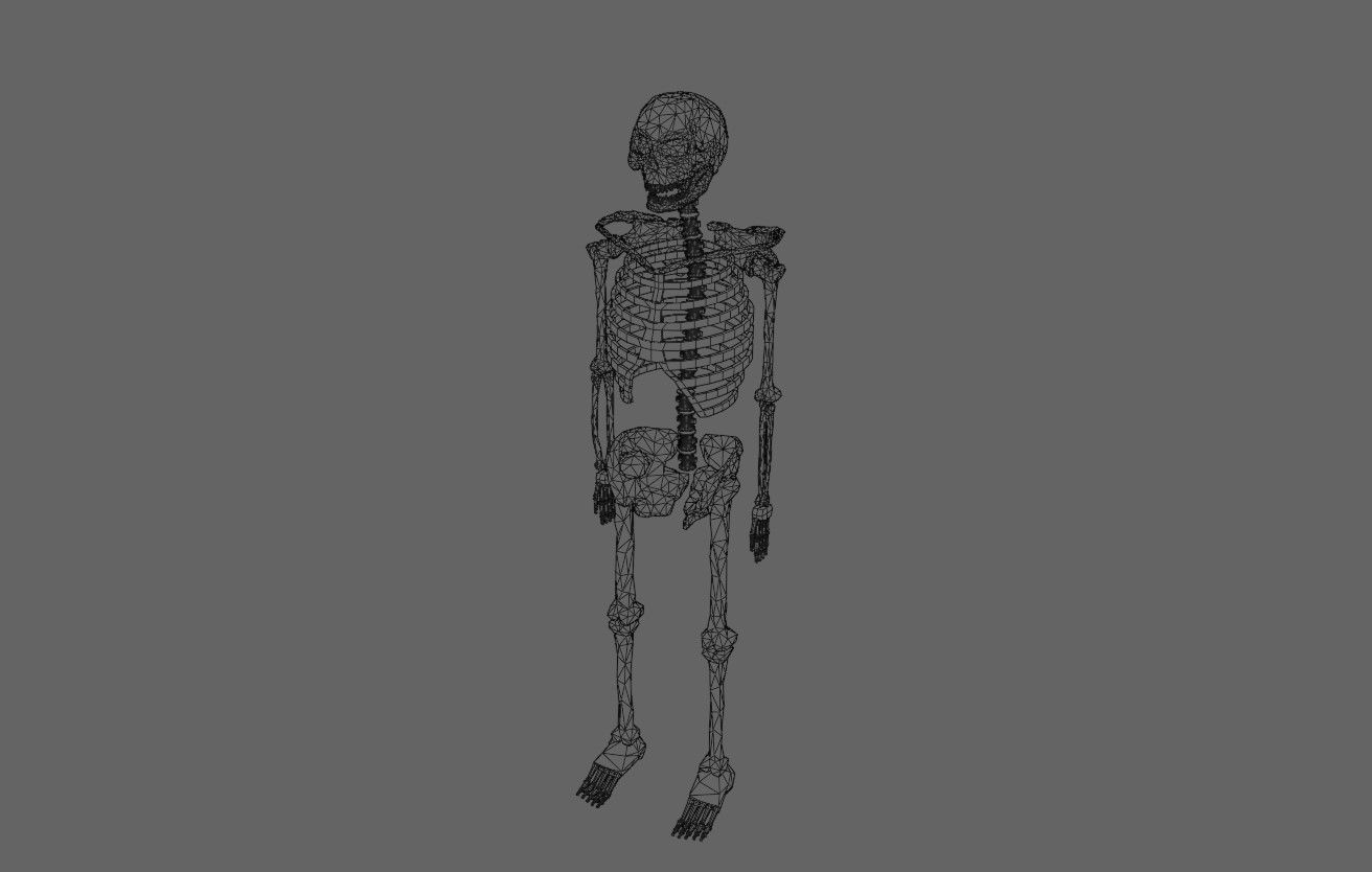 Basic Skeleton - Skull - Esqueleto 3D model_21
