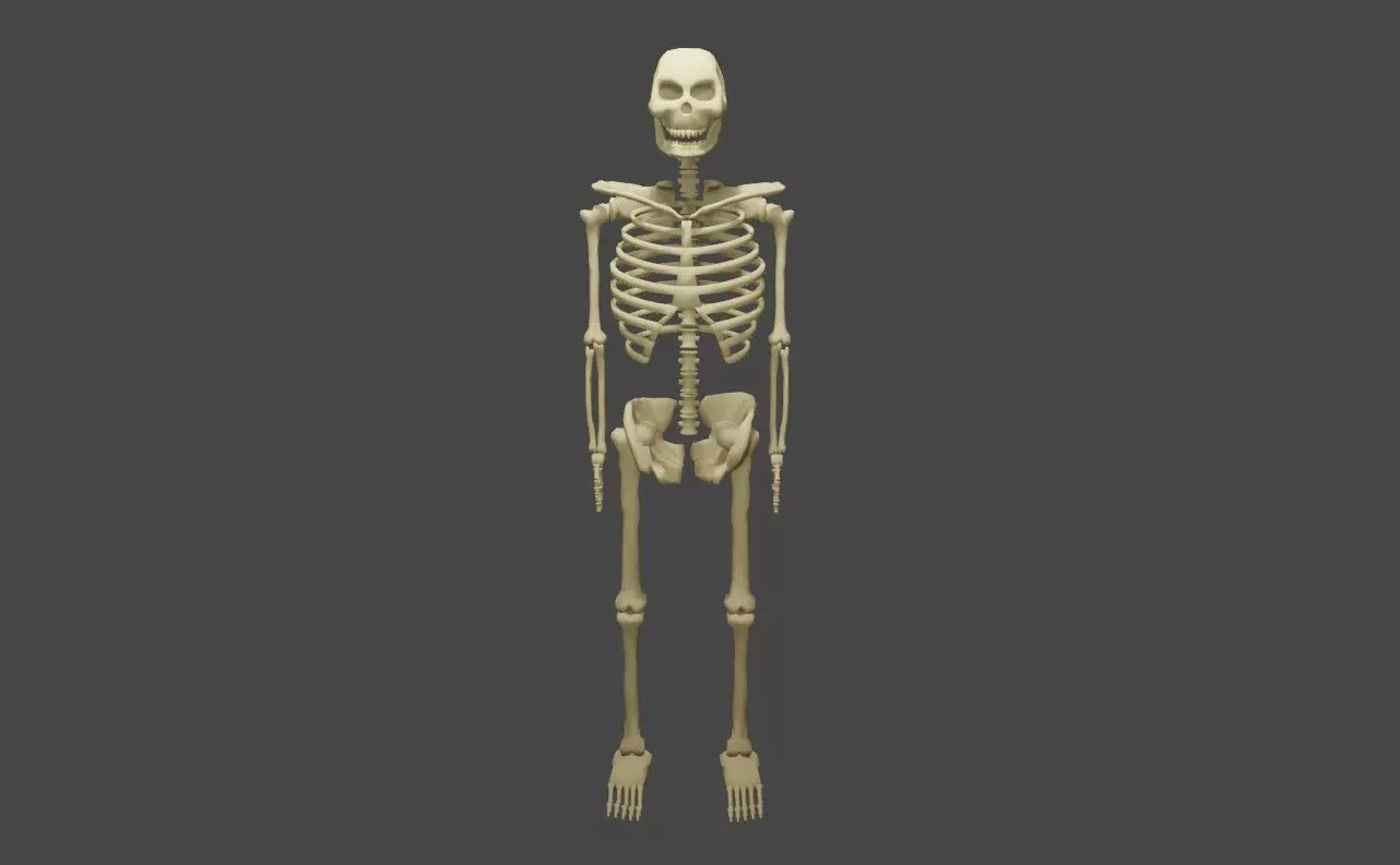 Basic Skeleton - Skull - Esqueleto 3D model_0