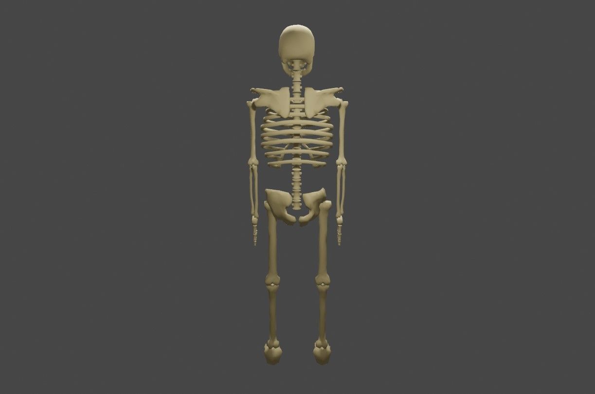 Basic Skeleton - Skull - Esqueleto 3D model_9