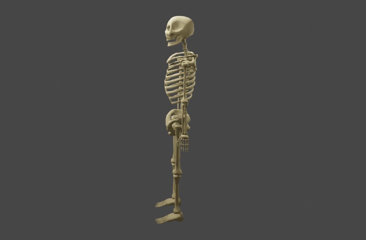 Basic Skeleton - Skull - Esqueleto 3D model_7