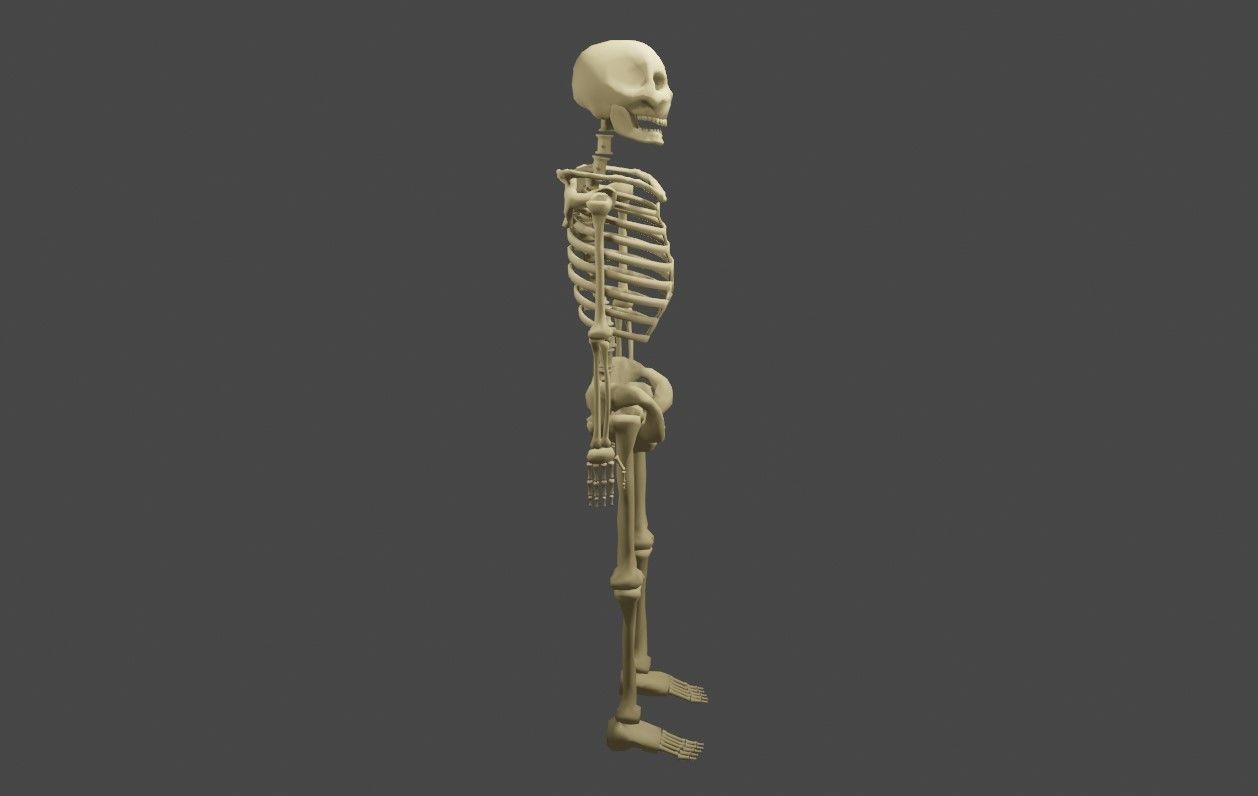 Basic Skeleton - Skull - Esqueleto 3D model_11