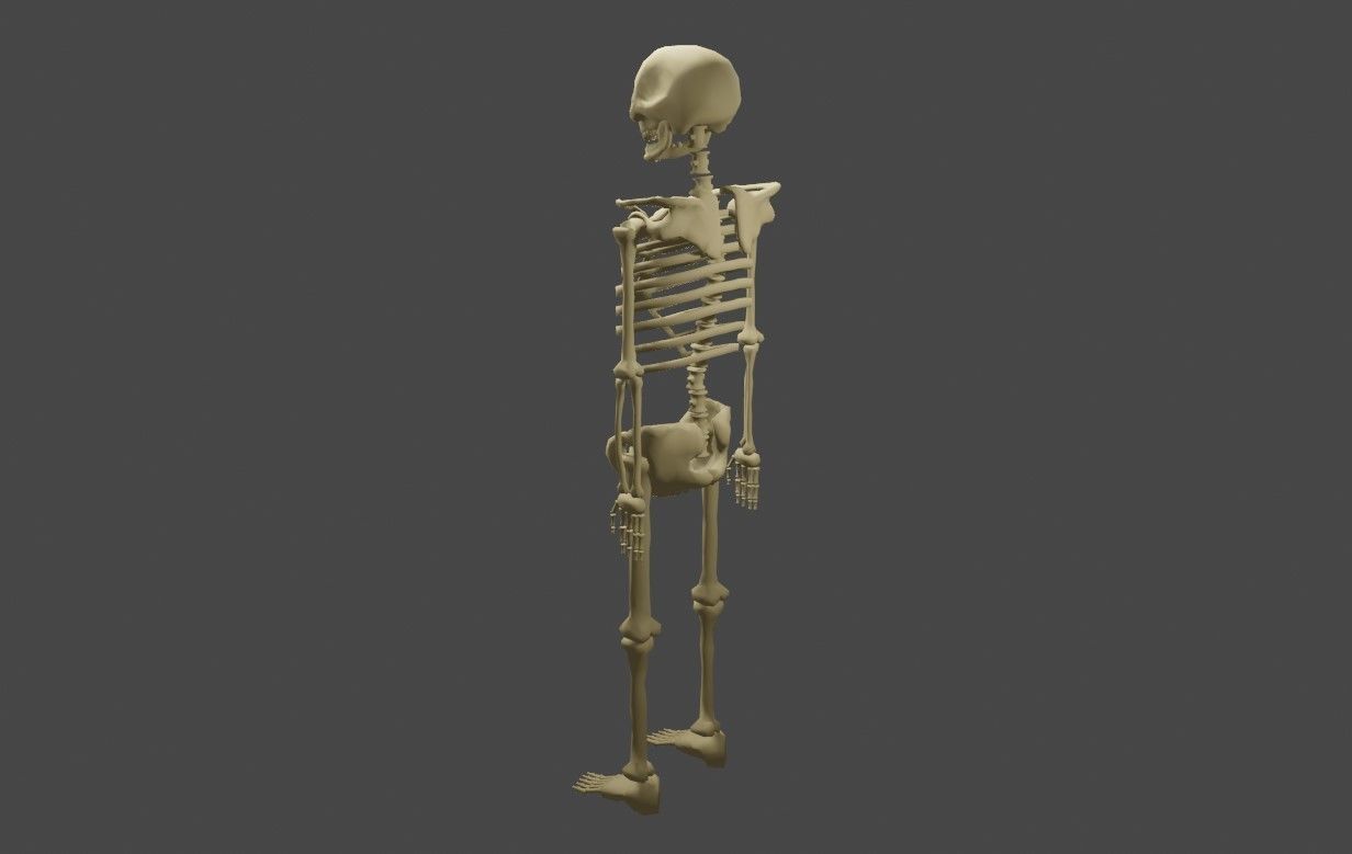 Basic Skeleton - Skull - Esqueleto 3D model_8